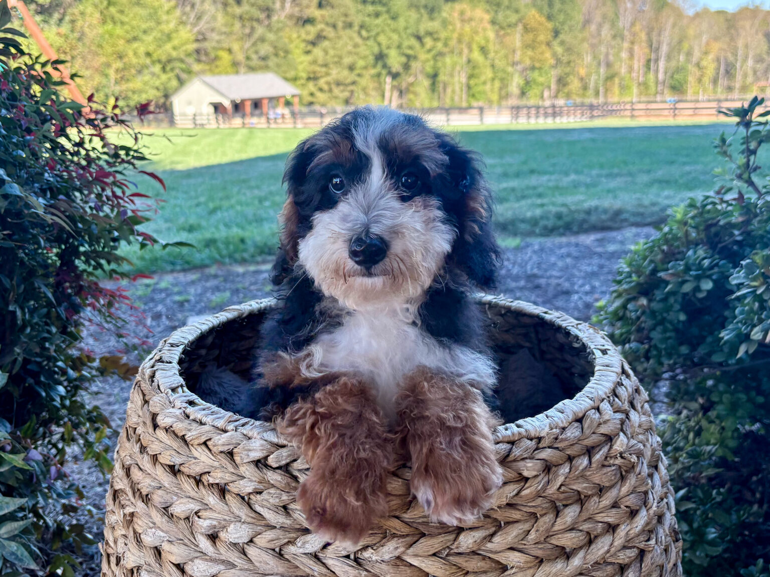 I am just a tiny baby and would love to join your family soon! Of course, you can’t see how cute and curly I will be when I get older, so the Dog Club will send updated photos when I am about 6 to 7 weeks old, if you choose to adopt me. Infant puppy deposits are refundable or transferrable.