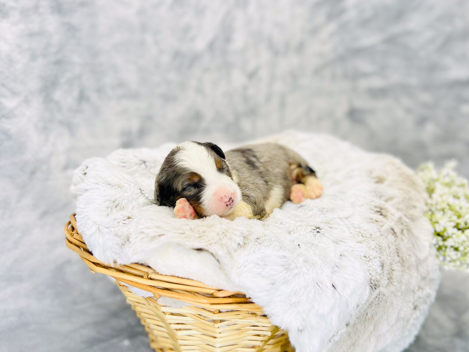 I am just a tiny baby and would love to join your family soon! Of course, you can’t see how cute and curly I will be when I get older, so the Dog Club will send updated photos when I am about 6 to 7 weeks old, if you choose to adopt me. Infant puppy deposits are refundable or transferrable.