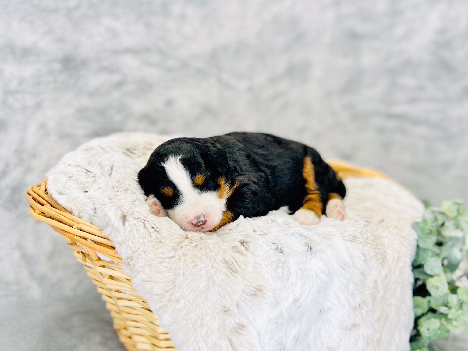 I am just a tiny baby and would love to join your family soon! Of course, you can’t see how cute and curly I will be when I get older, so the Dog Club will send updated photos when I am about 6 to 7 weeks old, if you choose to adopt me. Infant puppy deposits are refundable or transferrable.