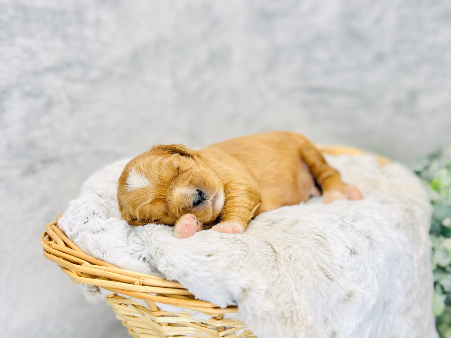 I am just a tiny baby and would love to join your family soon! Of course, you can’t see how cute and curly I will be when I get older, so the Dog Club will send updated photos when I am about 6 to 7 weeks old, if you choose to adopt me. Infant puppy deposits are refundable or transferrable.