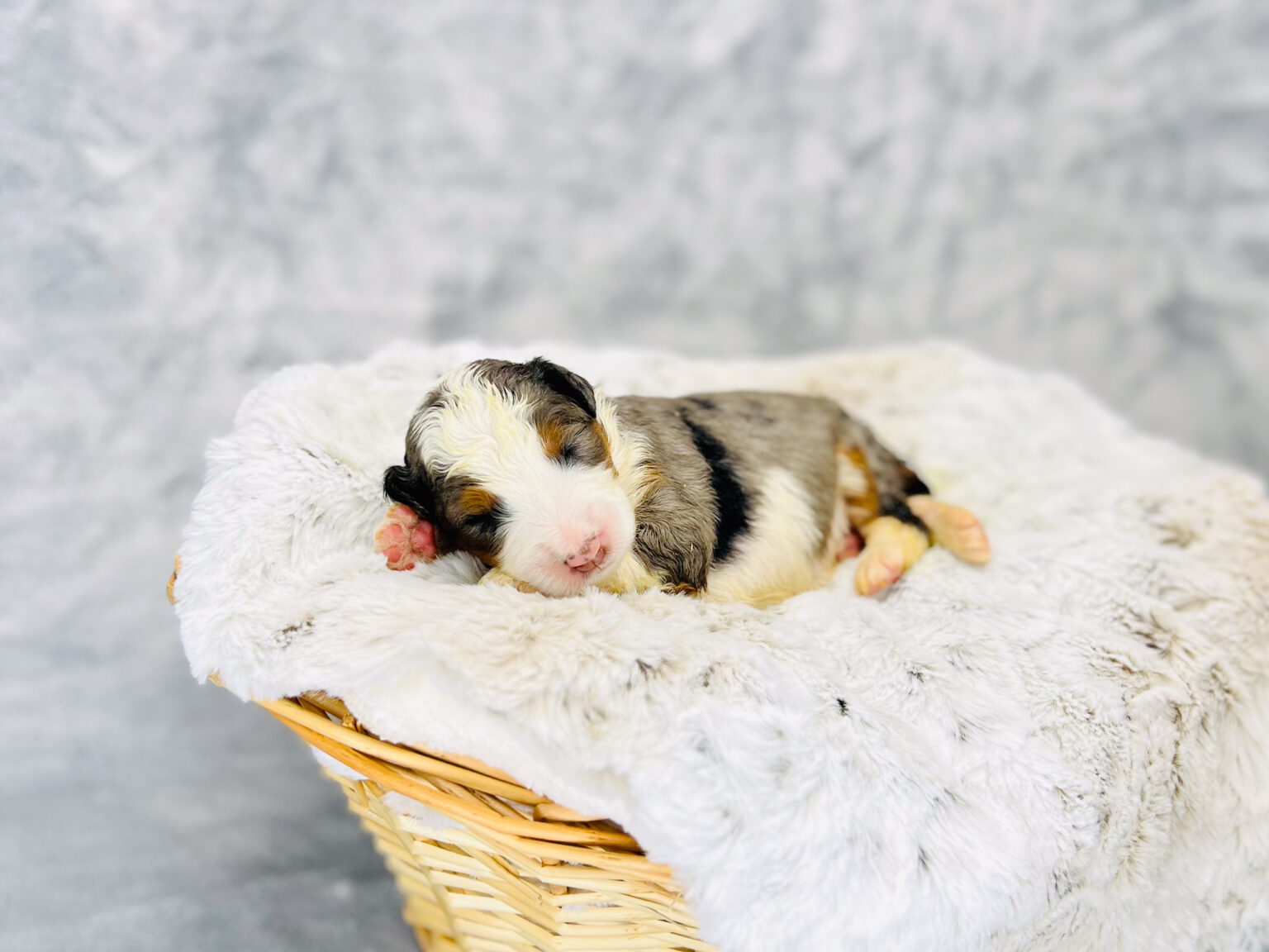 I am just a tiny baby and would love to join your family soon! Of course, you can’t see how cute and curly I will be when I get older, so the Dog Club will send updated photos when I am about 6 to 7 weeks old, if you choose to adopt me. Infant puppy deposits are refundable or transferrable.