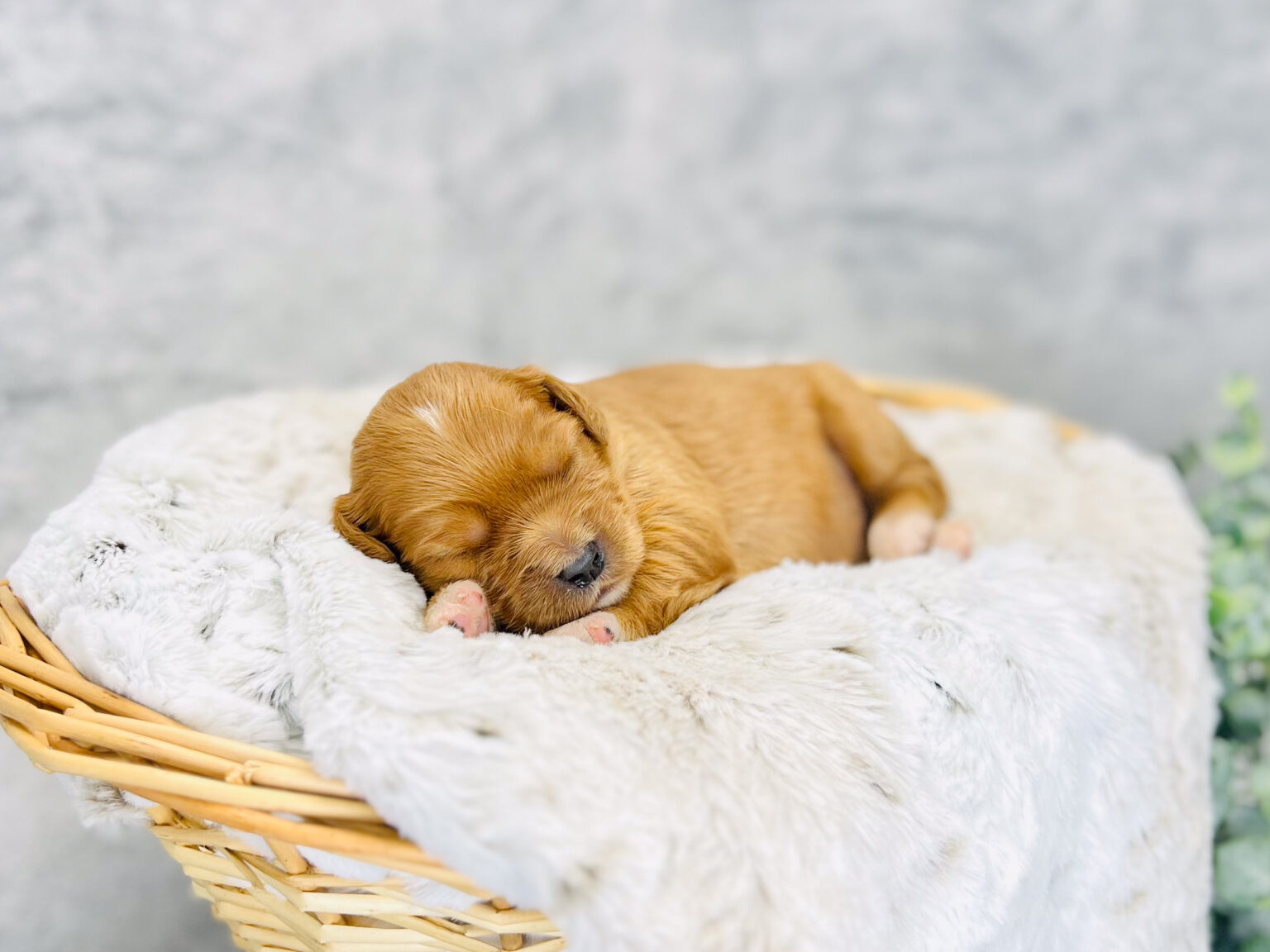 I am just a tiny baby and would love to join your family soon! Of course, you can’t see how cute and curly I will be when I get older, so the Dog Club will send updated photos when I am about 6 to 7 weeks old, if you choose to adopt me. Infant puppy deposits are refundable or transferrable.