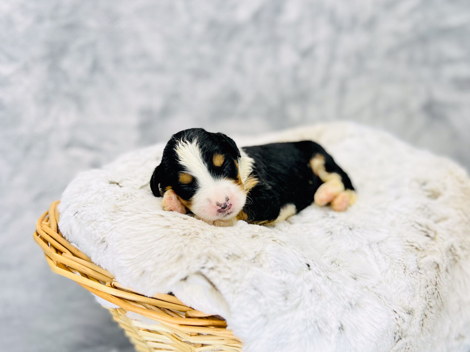 I am just a tiny baby and would love to join your family soon! Of course, you can’t see how cute and curly I will be when I get older, so the Dog Club will send updated photos when I am about 6 to 7 weeks old, if you choose to adopt me. Infant puppy deposits are refundable or transferrable.