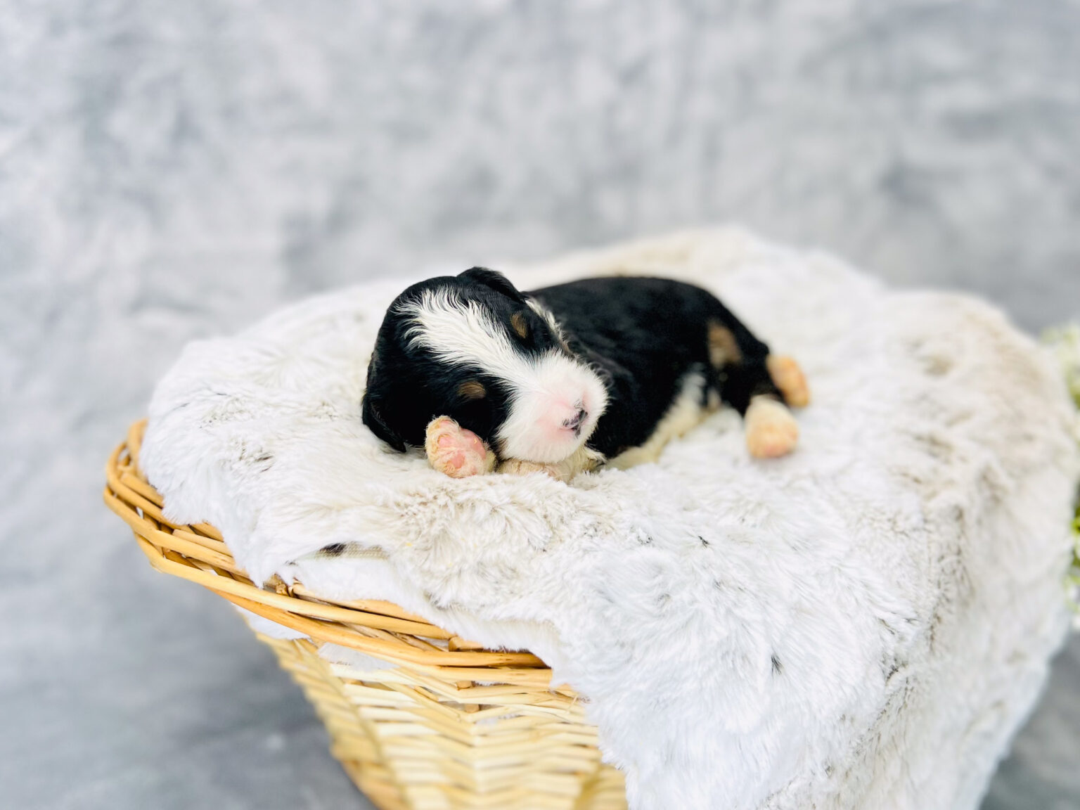 I am just a tiny baby and would love to join your family soon! Of course, you can’t see how cute and curly I will be when I get older, so the Dog Club will send updated photos when I am about 6 to 7 weeks old, if you choose to adopt me. Infant puppy deposits are refundable or transferrable.