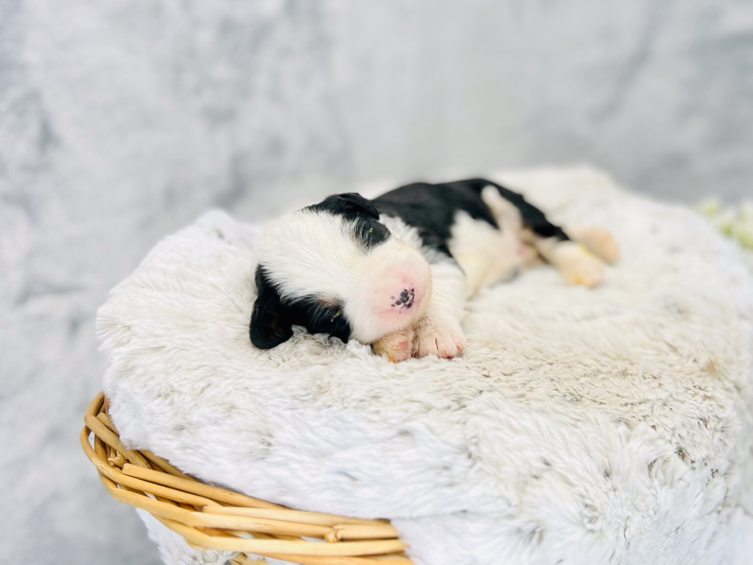 I am just a tiny baby and would love to join your family soon! Of course, you can’t see how cute and curly I will be when I get older, so the Dog Club will send updated photos when I am about 6 to 7 weeks old, if you choose to adopt me. Infant puppy deposits are refundable or transferrable.