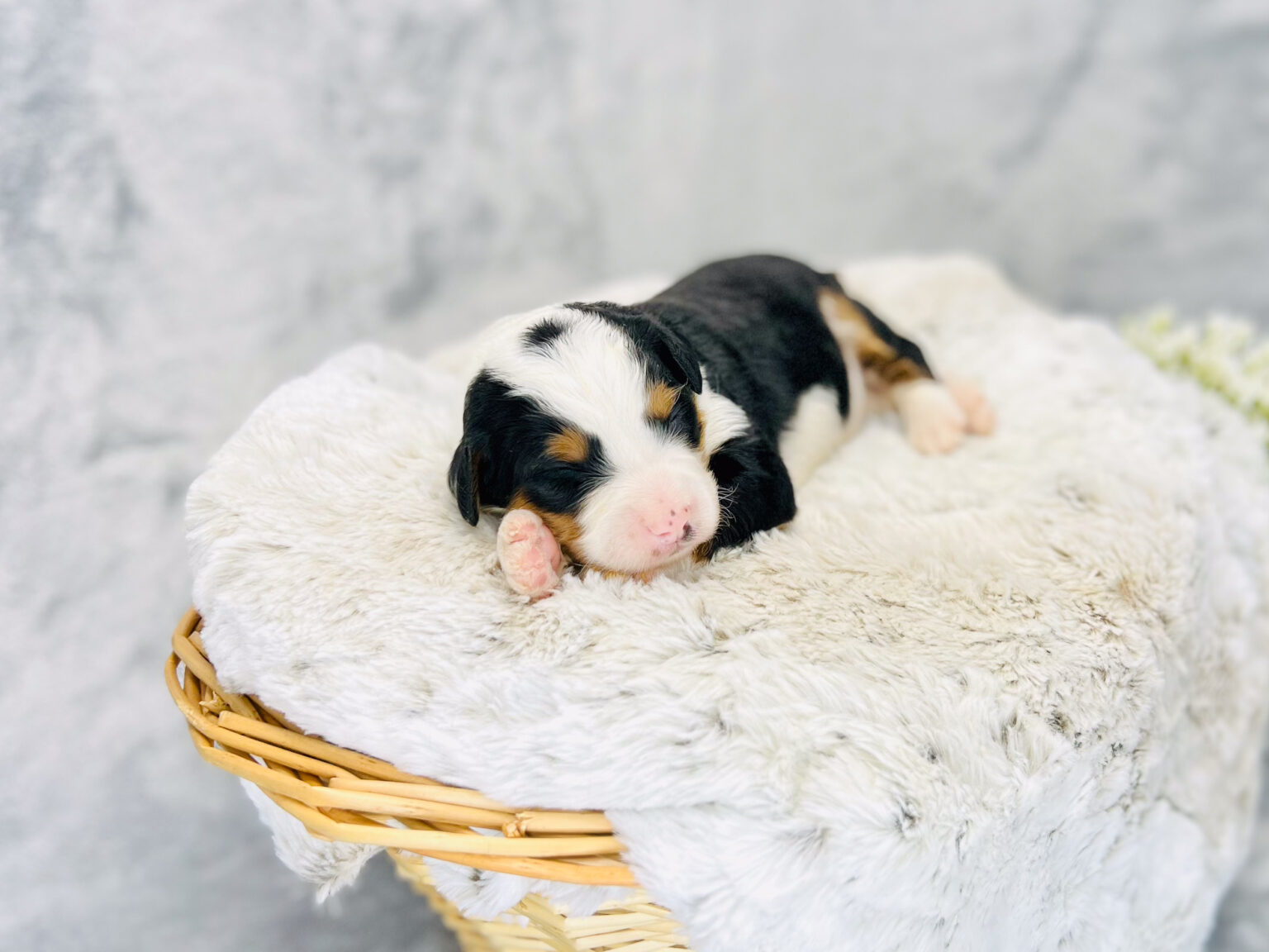 I am just a tiny baby and would love to join your family soon! Of course, you can’t see how cute and curly I will be when I get older, so the Dog Club will send updated photos when I am about 6 to 7 weeks old, if you choose to adopt me. Infant puppy deposits are refundable or transferrable.