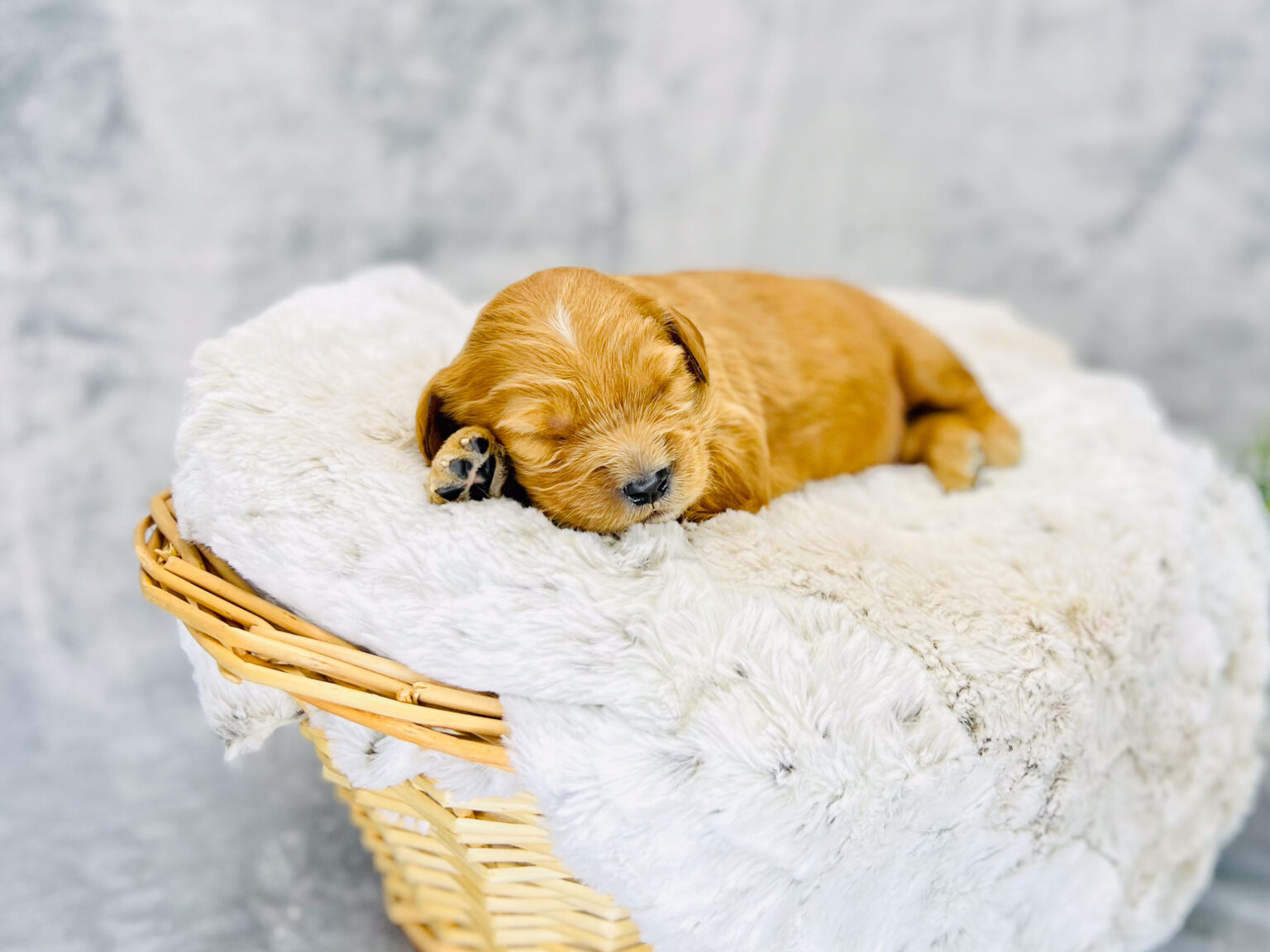 I am just a tiny baby and would love to join your family soon! Of course, you can’t see how cute and curly I will be when I get older, so the Dog Club will send updated photos when I am about 6 to 7 weeks old, if you choose to adopt me. Infant puppy deposits are refundable or transferrable.