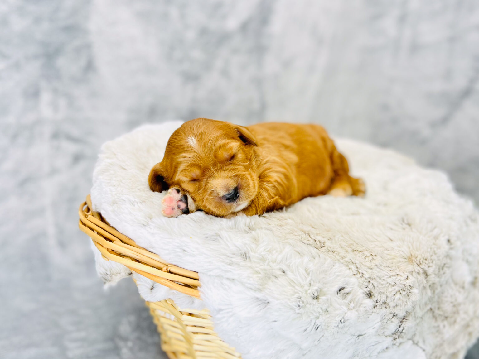 I am just a tiny baby and would love to join your family soon! Of course, you can’t see how cute and curly I will be when I get older, so the Dog Club will send updated photos when I am about 6 to 7 weeks old, if you choose to adopt me. Infant puppy deposits are refundable or transferrable.