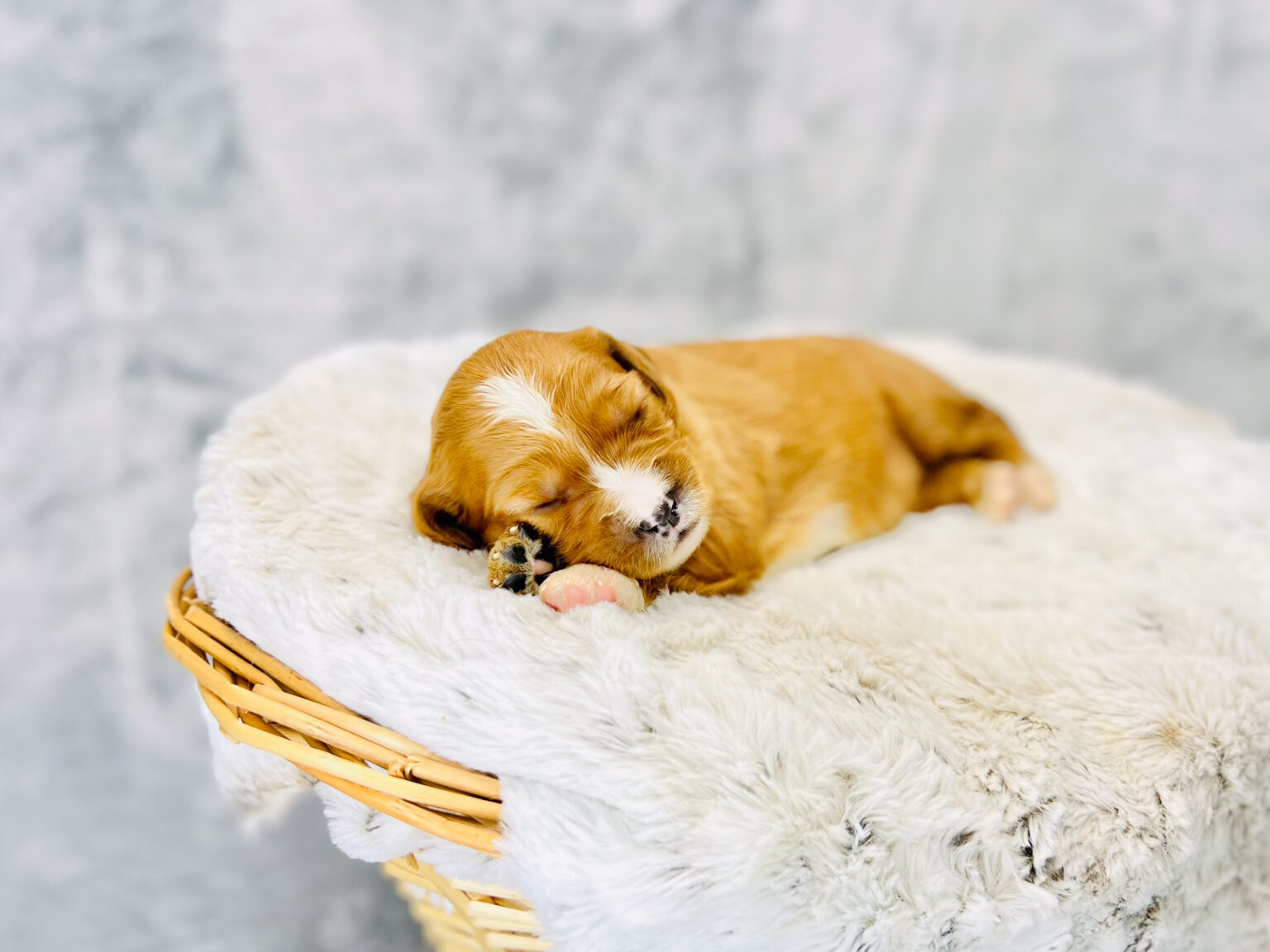 I am just a tiny baby and would love to join your family soon! Of course, you can’t see how cute and curly I will be when I get older, so the Dog Club will send updated photos when I am about 6 to 7 weeks old, if you choose to adopt me. Infant puppy deposits are refundable or transferrable.