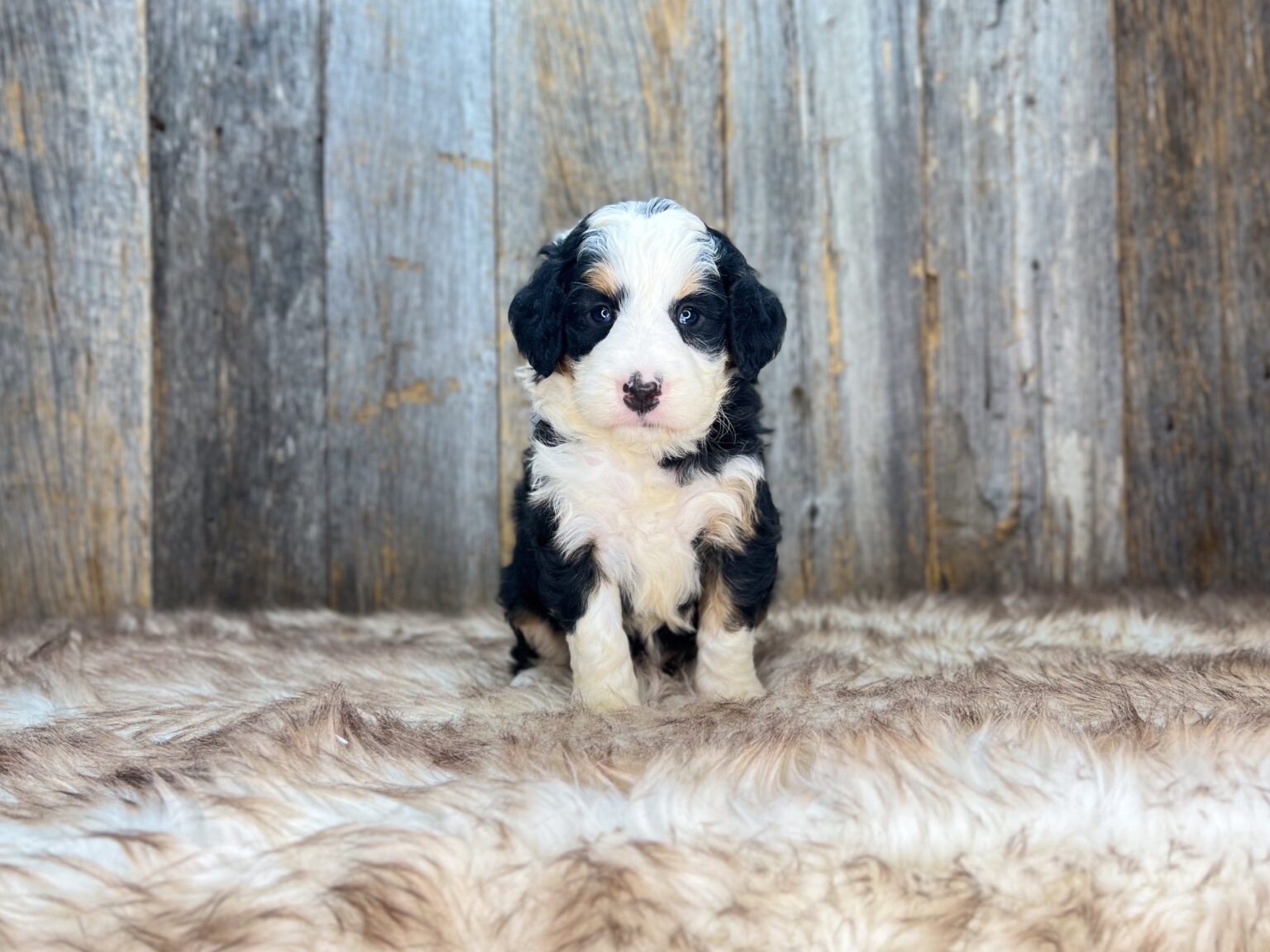 I am just a tiny baby and would love to join your family soon! Of course, you can’t see how cute and curly I will be when I get older, so the Dog Club will send updated photos when I am about 6 to 7 weeks old, if you choose to adopt me. Infant puppy deposits are refundable or transferrable.