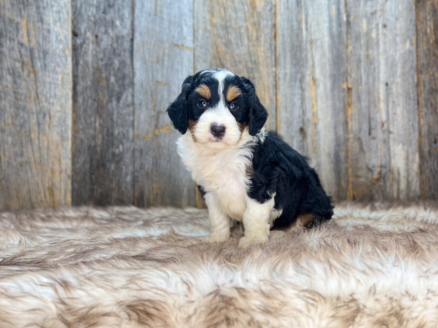 I am just a tiny baby and would love to join your family soon! Of course, you can’t see how cute and curly I will be when I get older, so the Dog Club will send updated photos when I am about 6 to 7 weeks old, if you choose to adopt me. Infant puppy deposits are refundable or transferrable.