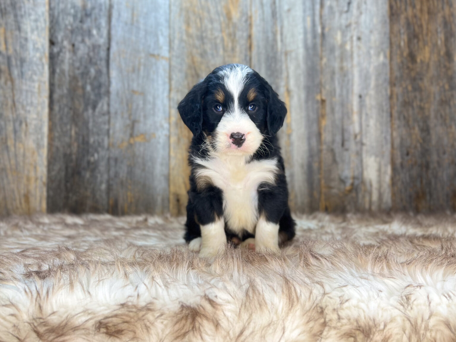 I am just a tiny baby and would love to join your family soon! Of course, you can’t see how cute and curly I will be when I get older, so the Dog Club will send updated photos when I am about 6 to 7 weeks old, if you choose to adopt me. Infant puppy deposits are refundable or transferrable.
