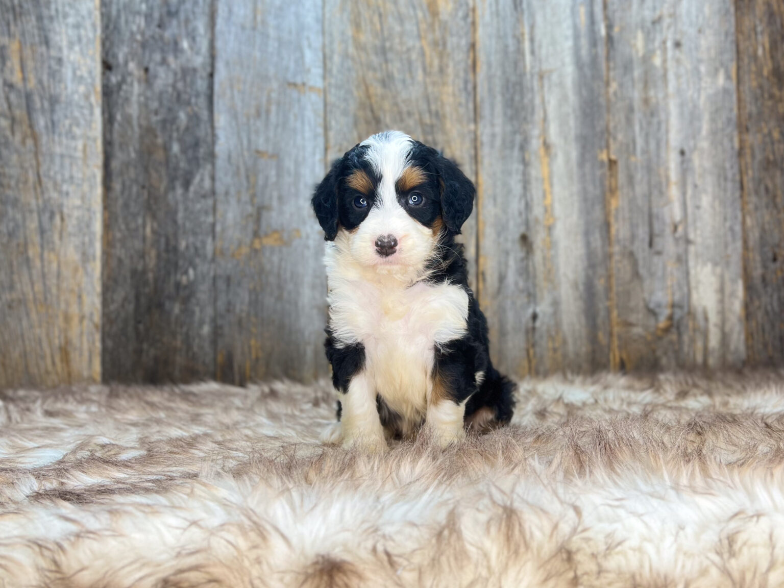I am just a tiny baby and would love to join your family soon! Of course, you can’t see how cute and curly I will be when I get older, so the Dog Club will send updated photos when I am about 6 to 7 weeks old, if you choose to adopt me. Infant puppy deposits are refundable or transferrable.