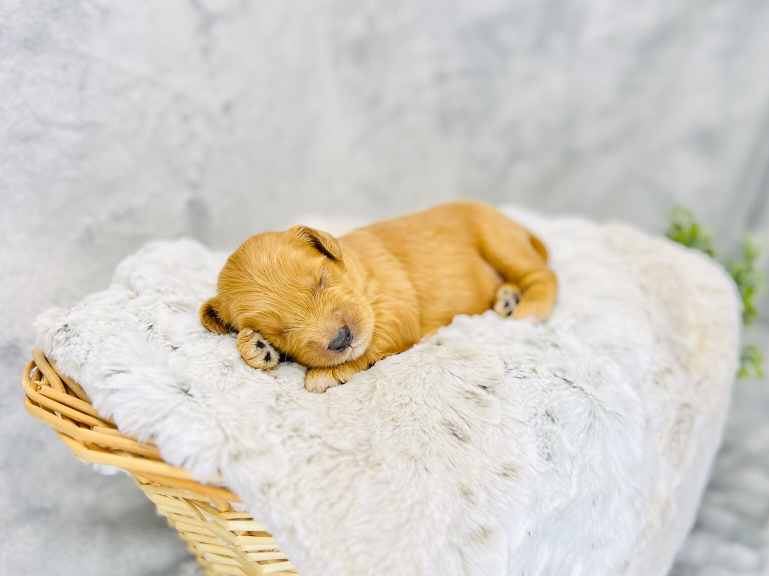 I am just a tiny baby and would love to join your family soon! Of course, you can’t see how cute and curly I will be when I get older, so the Dog Club will send updated photos when I am about 6 to 7 weeks old, if you choose to adopt me. Infant puppy deposits are refundable or transferrable.