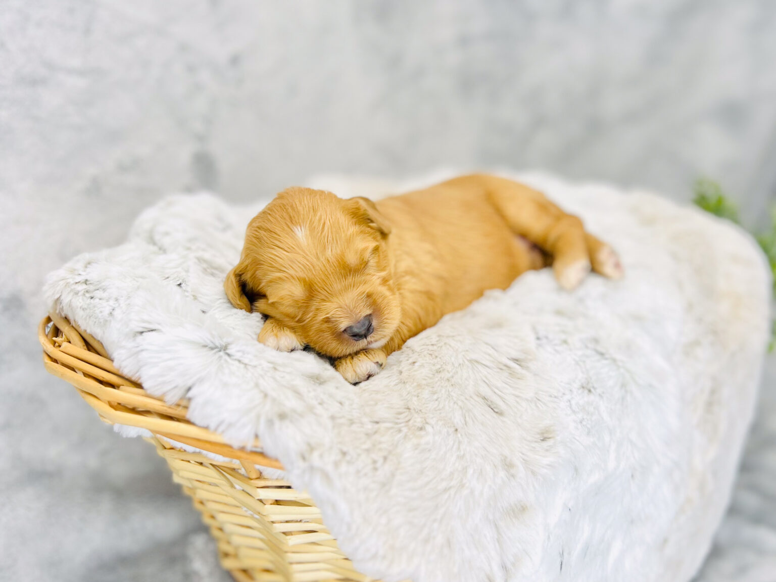 I am just a tiny baby and would love to join your family soon! Of course, you can’t see how cute and curly I will be when I get older, so the Dog Club will send updated photos when I am about 6 to 7 weeks old, if you choose to adopt me. Infant puppy deposits are refundable or transferrable.