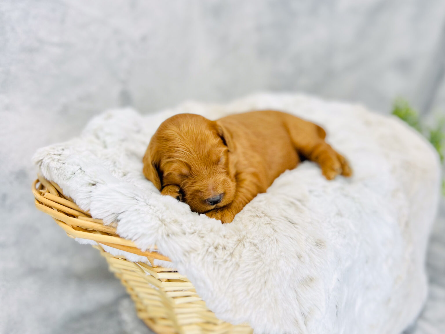 I am just a tiny baby and would love to join your family soon! Of course, you can’t see how cute and curly I will be when I get older, so the Dog Club will send updated photos when I am about 6 to 7 weeks old, if you choose to adopt me. Infant puppy deposits are refundable or transferrable.