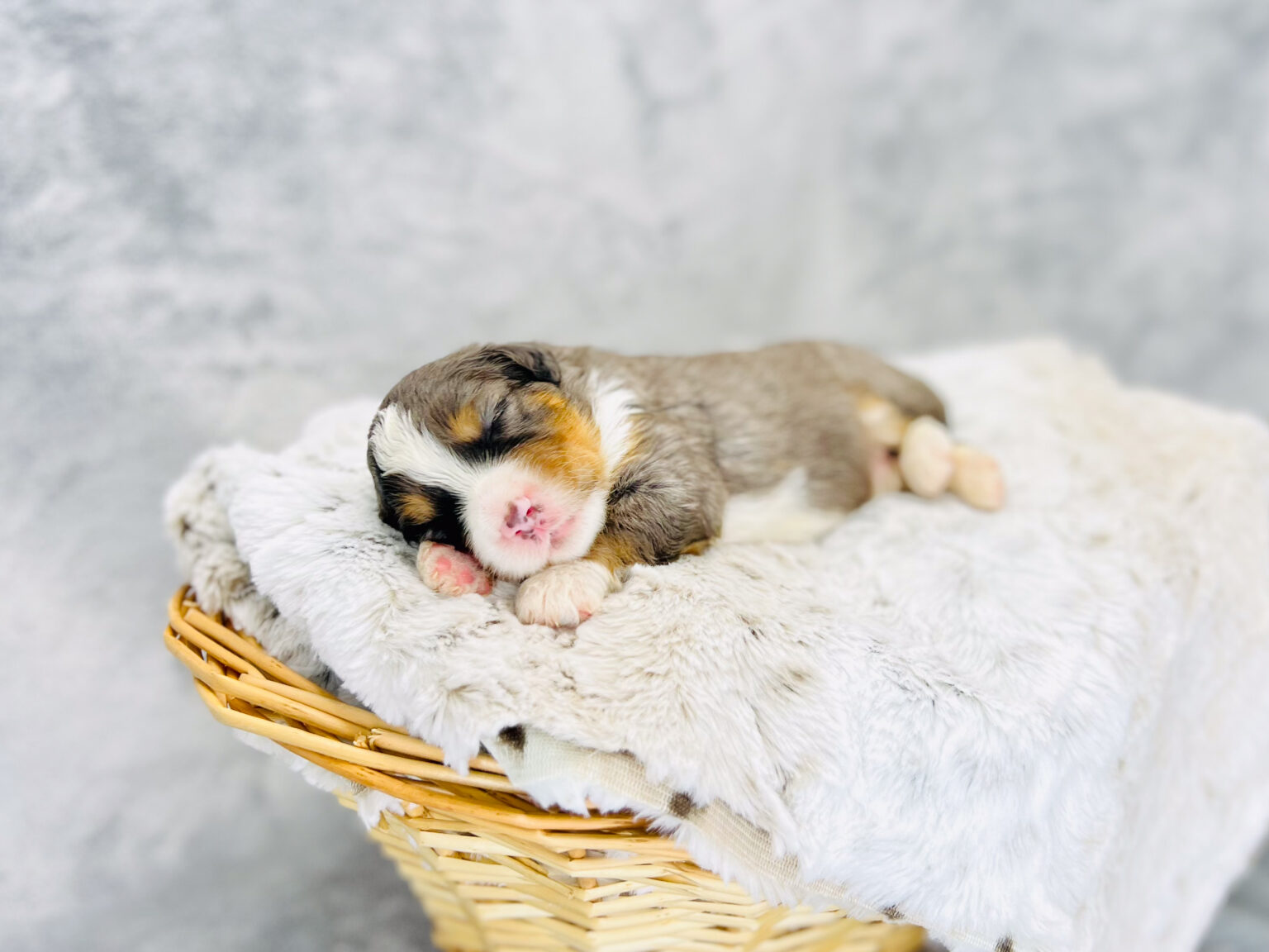 I am just a tiny baby and would love to join your family soon! Of course, you can’t see how cute and curly I will be when I get older, so the Dog Club will send updated photos when I am about 6 to 7 weeks old, if you choose to adopt me. Infant puppy deposits are refundable or transferrable.