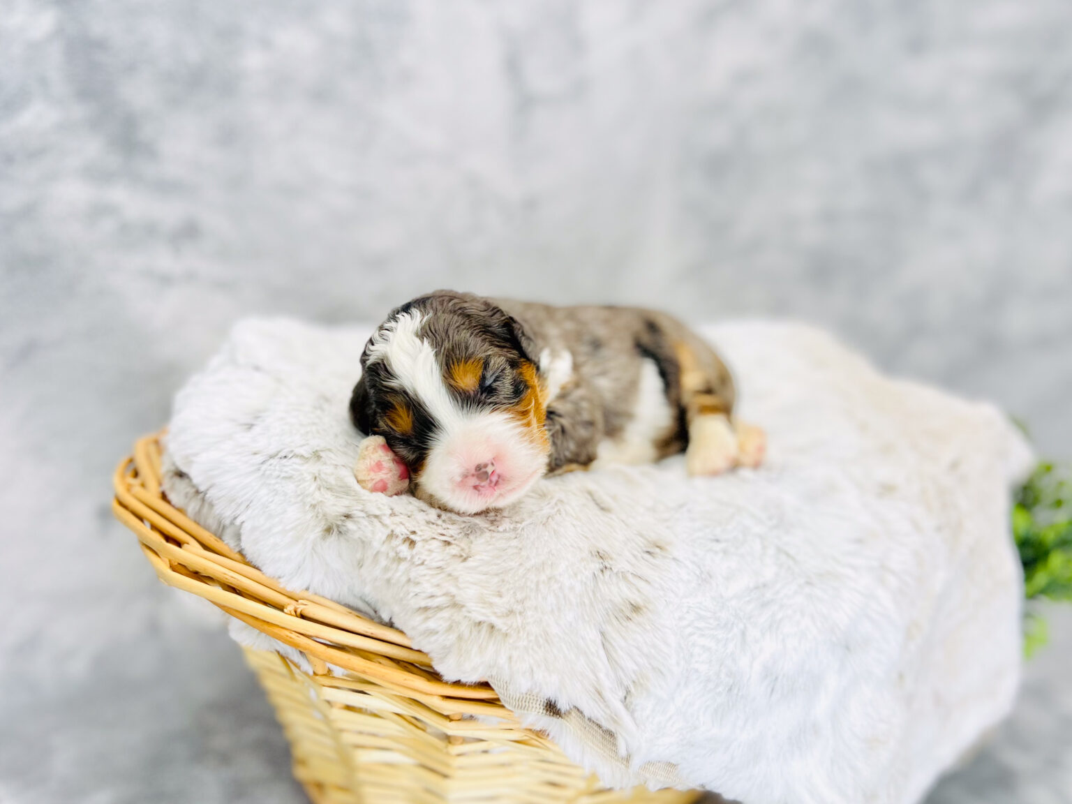 I am just a tiny baby and would love to join your family soon! Of course, you can’t see how cute and curly I will be when I get older, so the Dog Club will send updated photos when I am about 6 to 7 weeks old, if you choose to adopt me. Infant puppy deposits are refundable or transferrable.