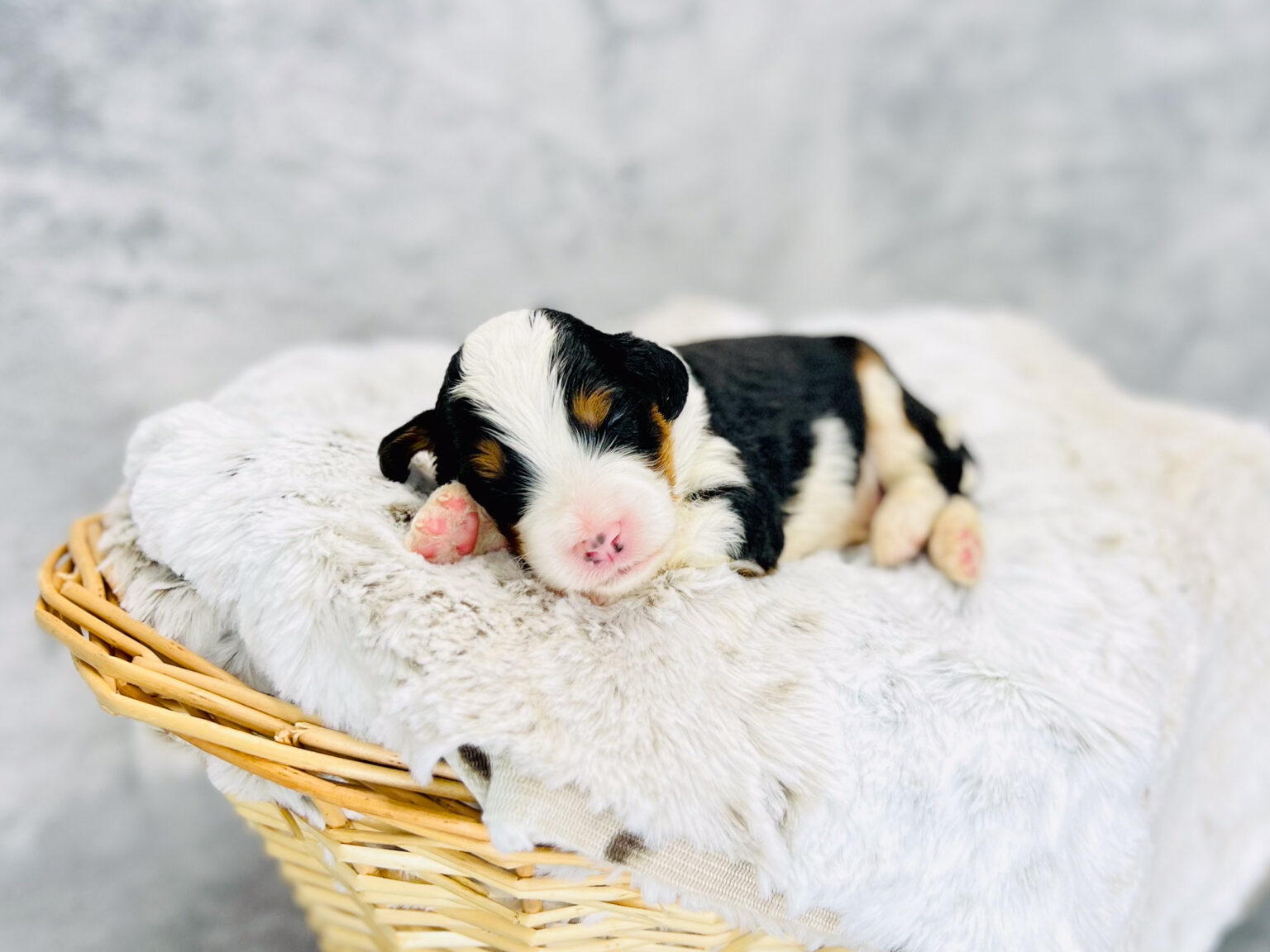I am just a tiny baby and would love to join your family soon! Of course, you can’t see how cute and curly I will be when I get older, so the Dog Club will send updated photos when I am about 6 to 7 weeks old, if you choose to adopt me. Infant puppy deposits are refundable or transferrable.