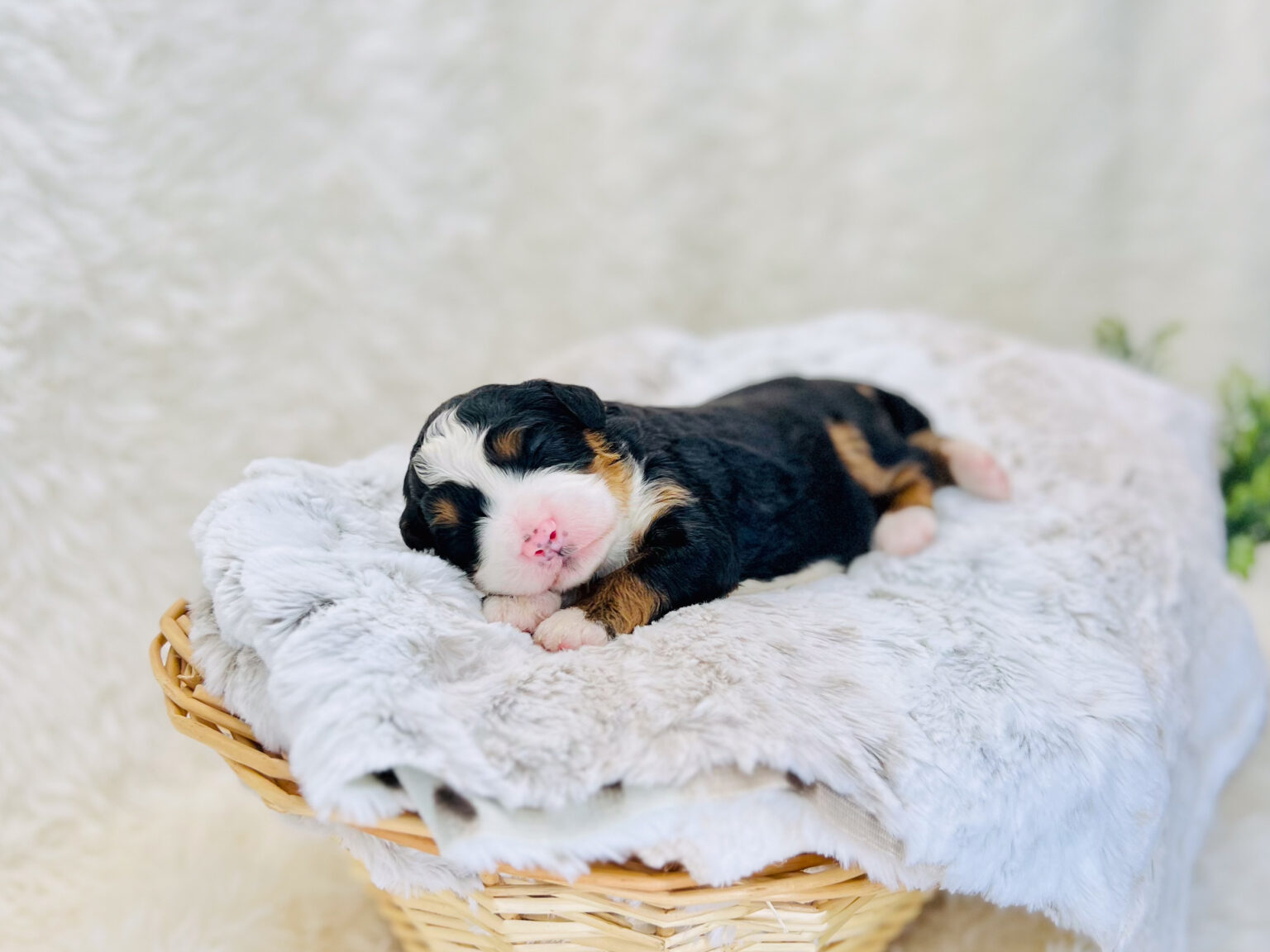 I am just a tiny baby and would love to join your family soon! Of course, you can’t see how cute and curly I will be when I get older, so the Dog Club will send updated photos when I am about 6 to 7 weeks old, if you choose to adopt me. Infant puppy deposits are refundable or transferrable.