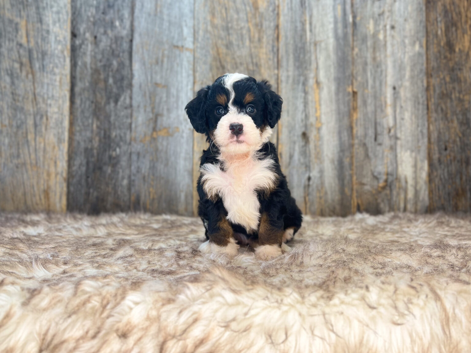 I am just a tiny baby and would love to join your family soon! Of course, you can’t see how cute and curly I will be when I get older, so the Dog Club will send updated photos when I am about 6 to 7 weeks old, if you choose to adopt me. Infant puppy deposits are refundable or transferrable.