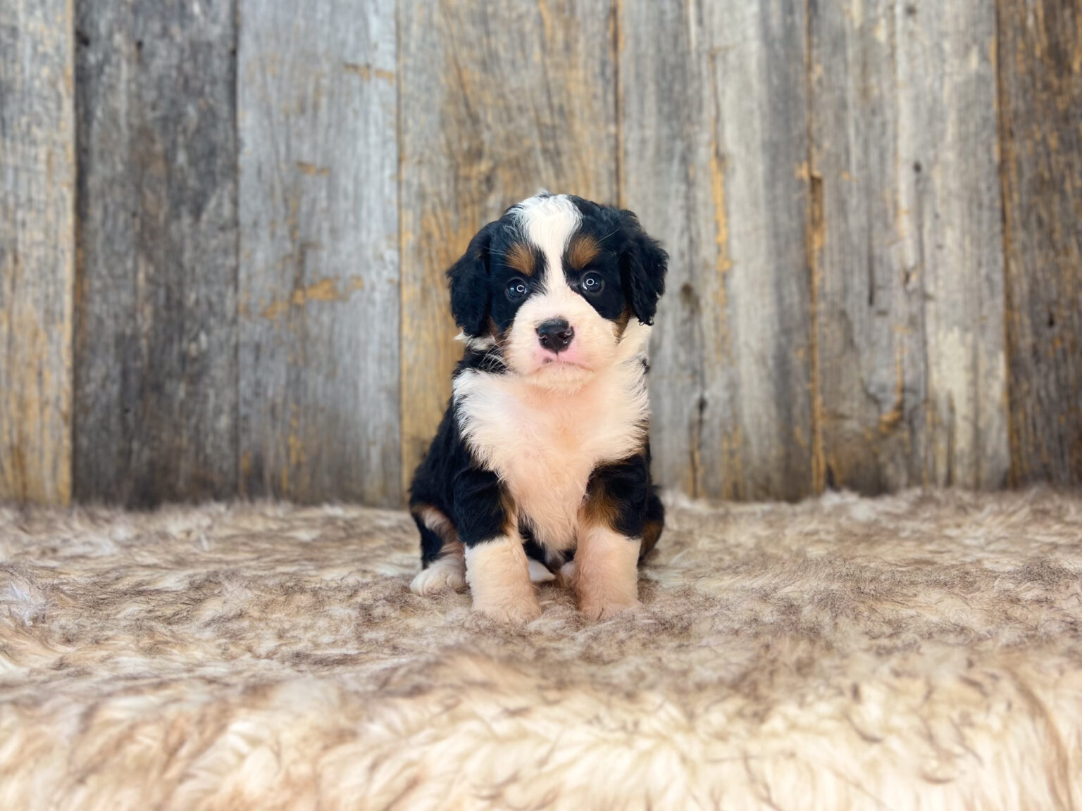 I am just a tiny baby and would love to join your family soon! Of course, you can’t see how cute and curly I will be when I get older, so the Dog Club will send updated photos when I am about 6 to 7 weeks old, if you choose to adopt me. Infant puppy deposits are refundable or transferrable.