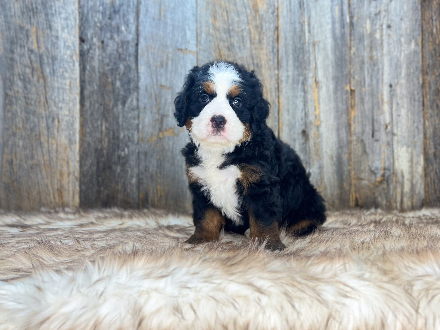 I am just a tiny baby and would love to join your family soon! Of course, you can’t see how cute and curly I will be when I get older, so the Dog Club will send updated photos when I am about 6 to 7 weeks old, if you choose to adopt me. Infant puppy deposits are refundable or transferrable.