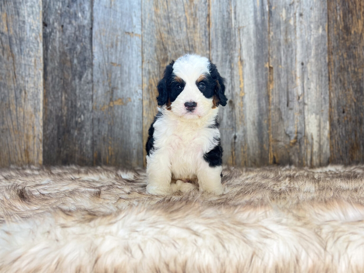 I am just a tiny baby and would love to join your family soon! Of course, you can’t see how cute and curly I will be when I get older, so the Dog Club will send updated photos when I am about 6 to 7 weeks old, if you choose to adopt me. Infant puppy deposits are refundable or transferrable.
