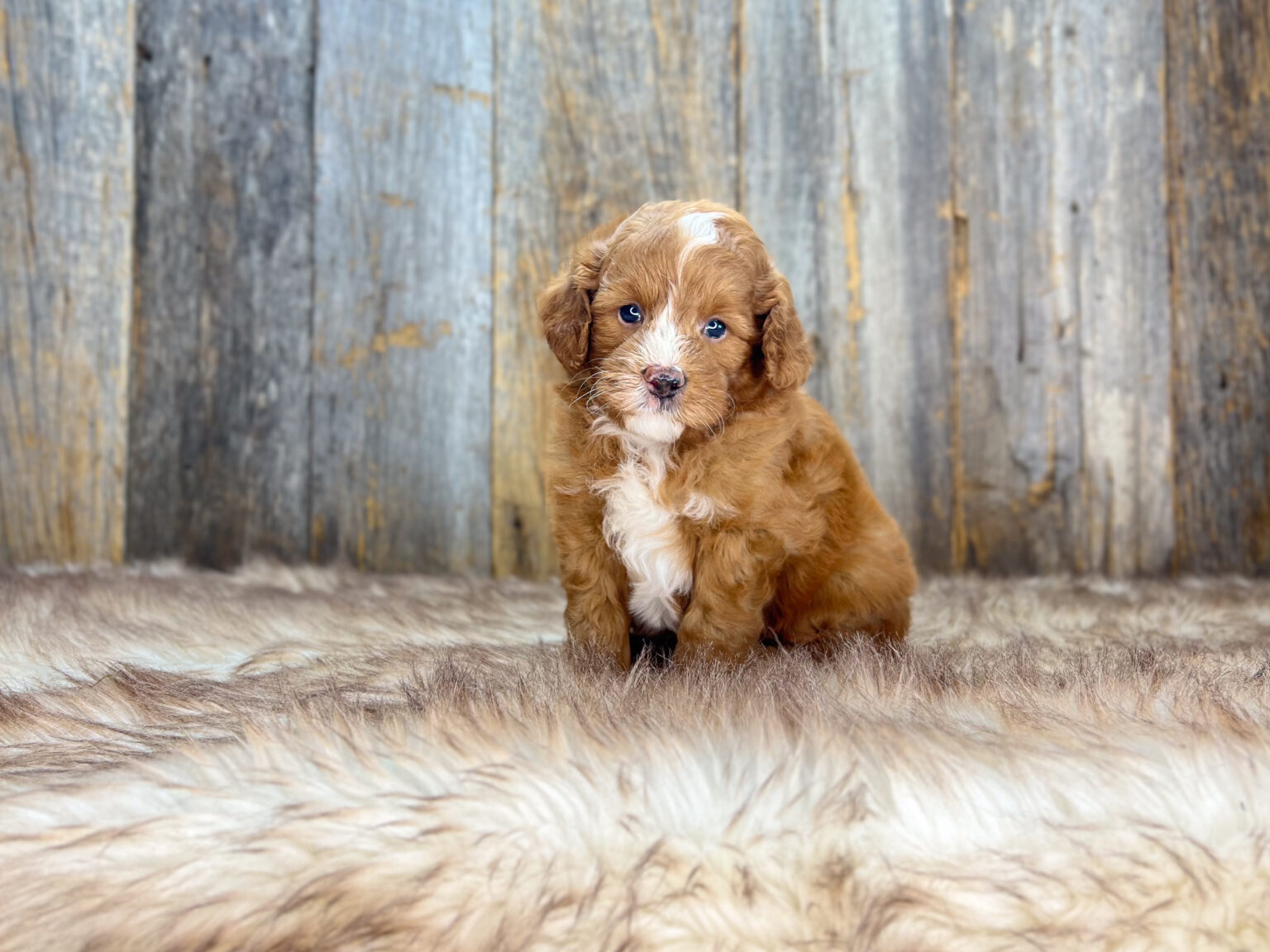 I am just a tiny baby and would love to join your family soon! Of course, you can’t see how cute and curly I will be when I get older, so the Dog Club will send updated photos when I am about 6 to 7 weeks old, if you choose to adopt me. Infant puppy deposits are refundable or transferrable.