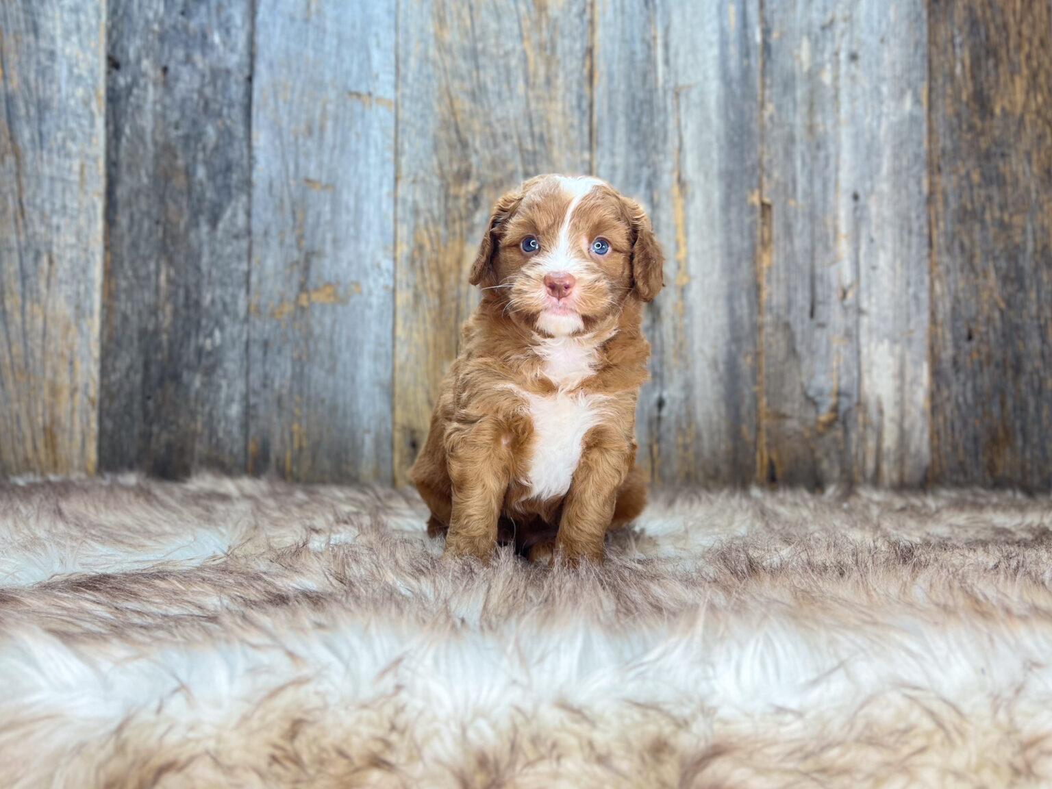 I am just a tiny baby and would love to join your family soon! Of course, you can’t see how cute and curly I will be when I get older, so the Dog Club will send updated photos when I am about 6 to 7 weeks old, if you choose to adopt me. Infant puppy deposits are refundable or transferrable.