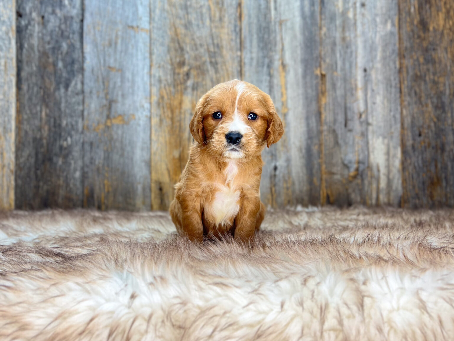 I am just a tiny baby and would love to join your family soon! Of course, you can’t see how cute and curly I will be when I get older, so the Dog Club will send updated photos when I am about 6 to 7 weeks old, if you choose to adopt me. Infant puppy deposits are refundable or transferrable.