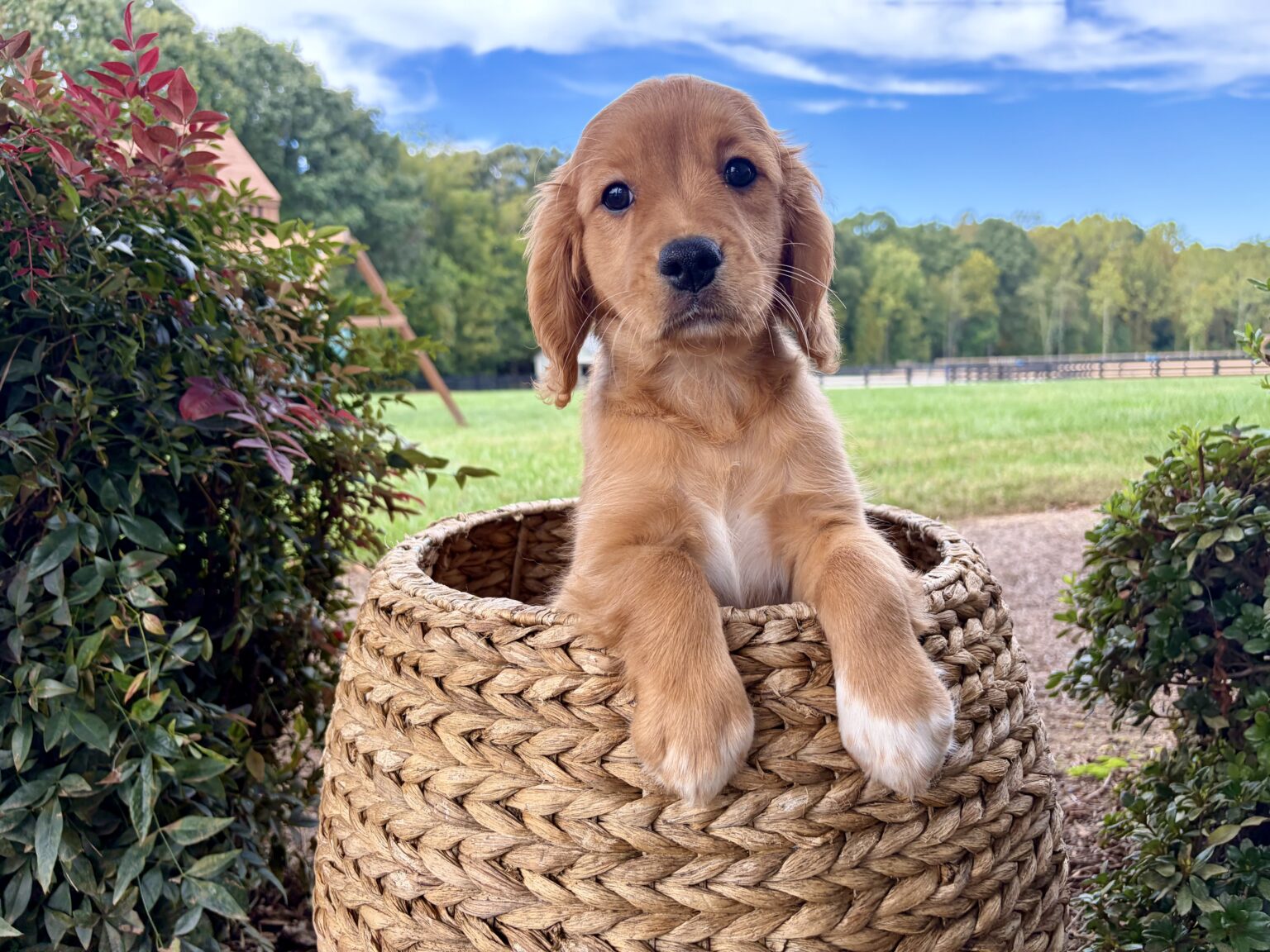 I am just a tiny baby and would love to join your family soon! Of course, you can’t see how cute and curly I will be when I get older, so the Dog Club will send updated photos when I am about 6 to 7 weeks old, if you choose to adopt me. Infant puppy deposits are refundable or transferrable.