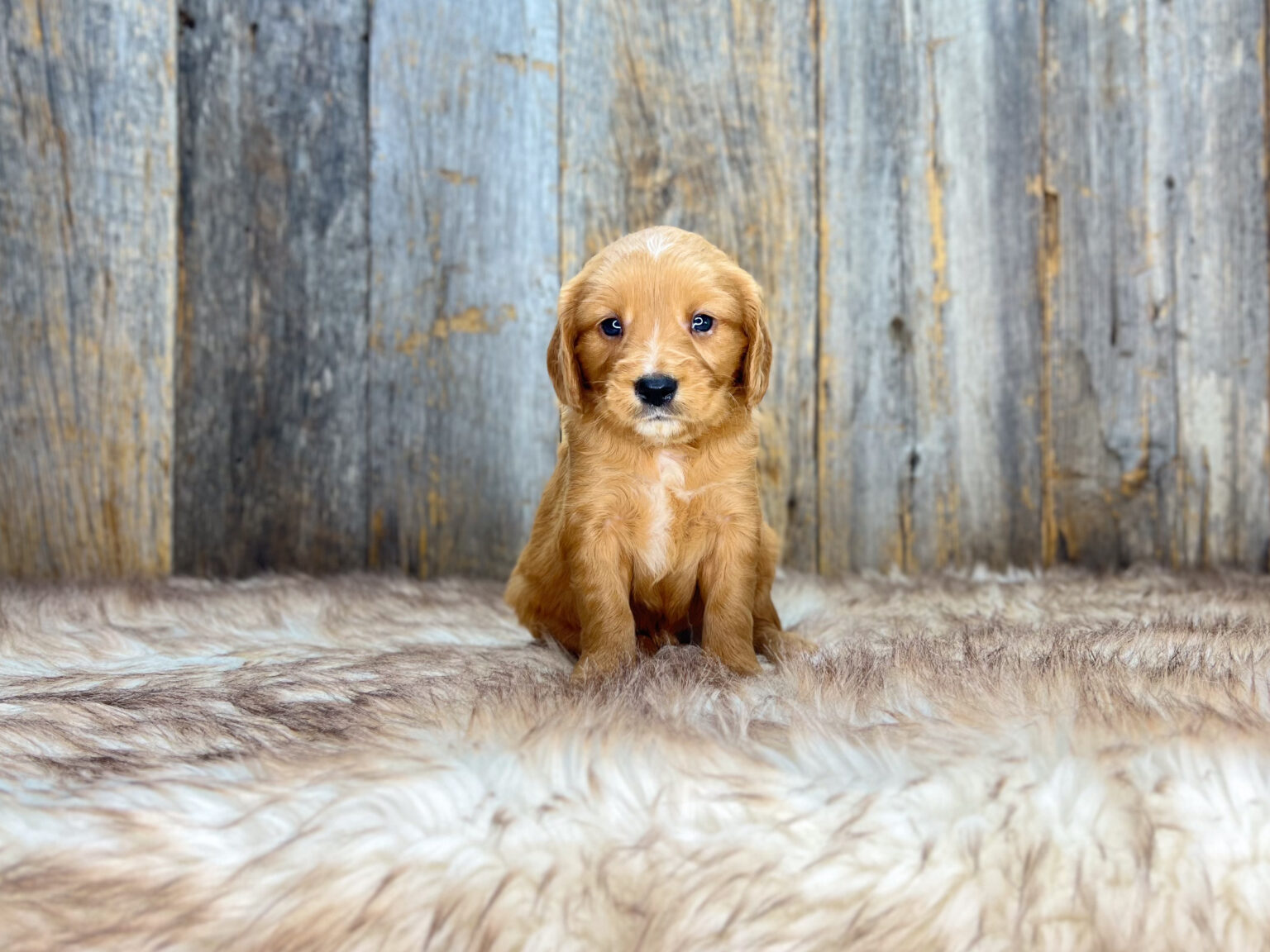 I am just a tiny baby and would love to join your family soon! Of course, you can’t see how cute and curly I will be when I get older, so the Dog Club will send updated photos when I am about 6 to 7 weeks old, if you choose to adopt me. Infant puppy deposits are refundable or transferrable.