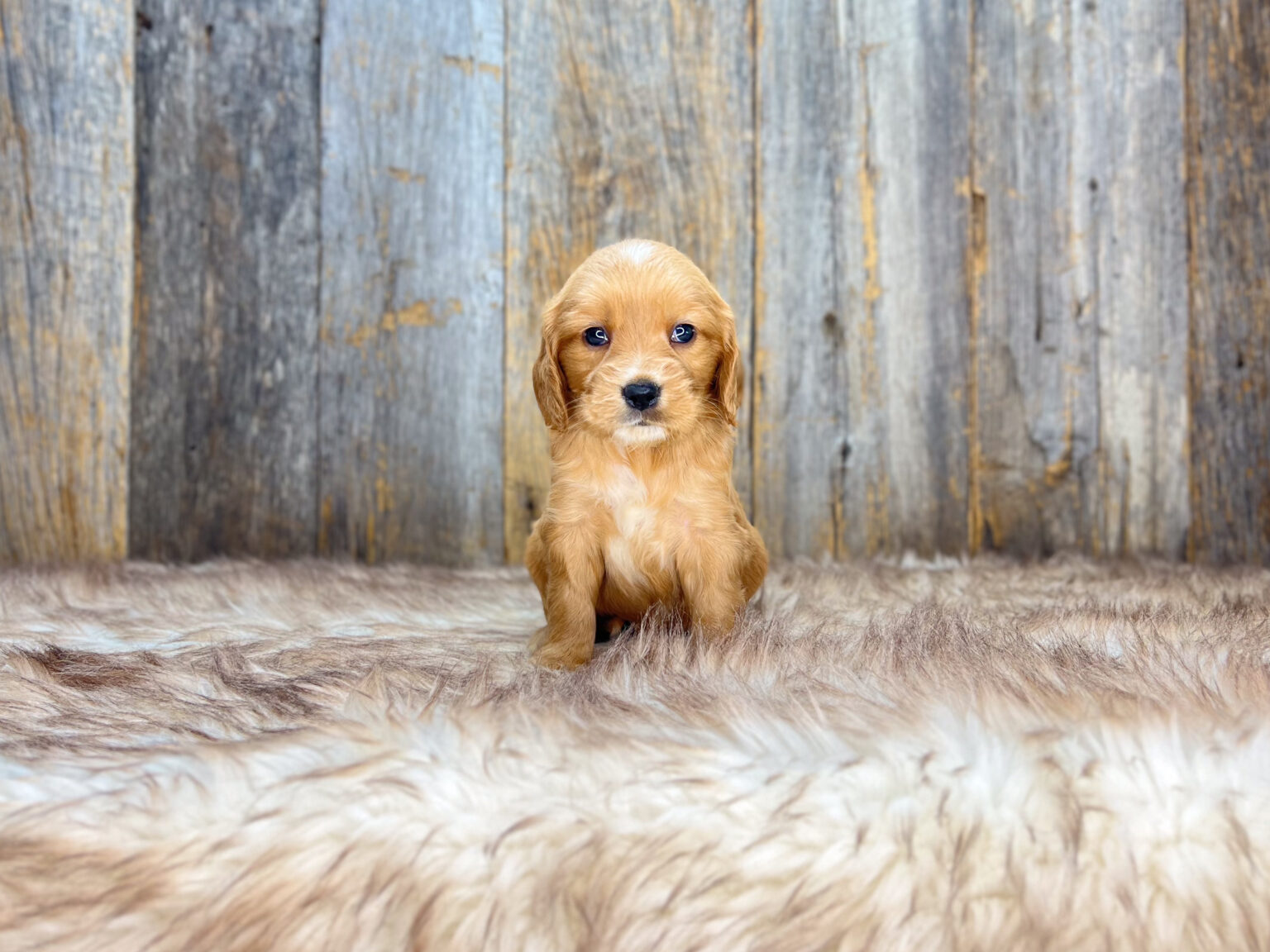 I am just a tiny baby and would love to join your family soon! Of course, you can’t see how cute and curly I will be when I get older, so the Dog Club will send updated photos when I am about 6 to 7 weeks old, if you choose to adopt me. Infant puppy deposits are refundable or transferrable.