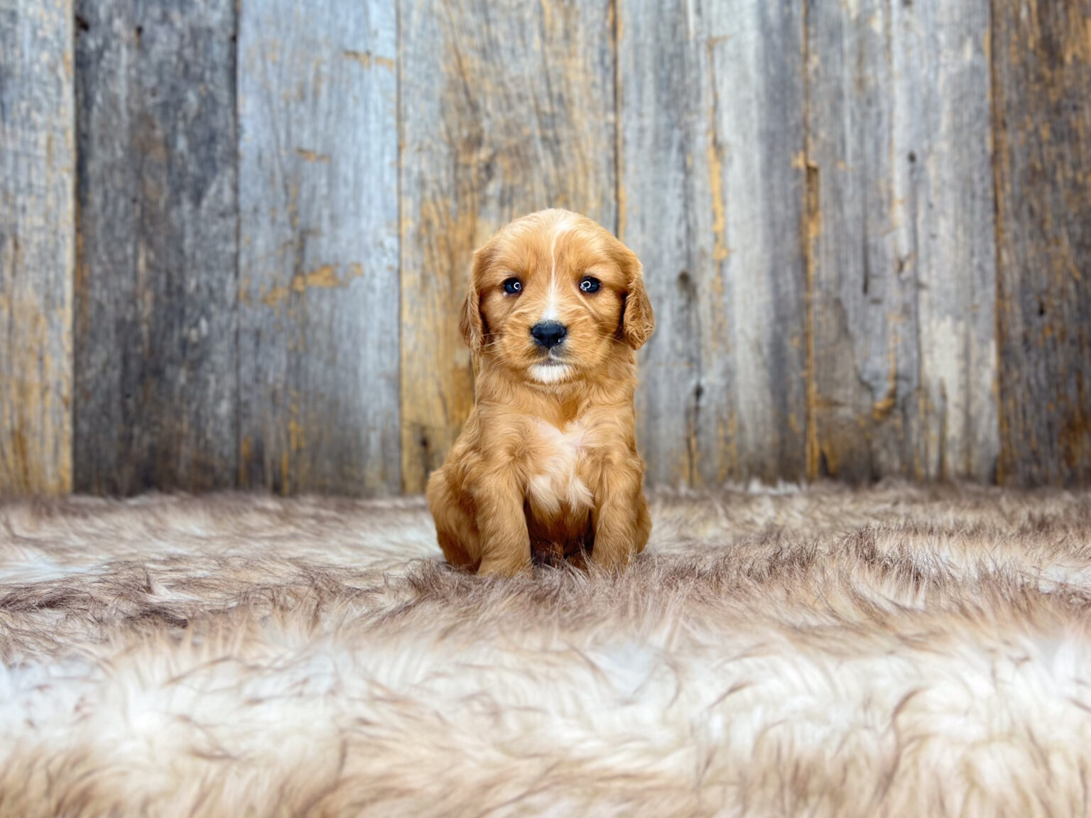 I am just a tiny baby and would love to join your family soon! Of course, you can’t see how cute and curly I will be when I get older, so the Dog Club will send updated photos when I am about 6 to 7 weeks old, if you choose to adopt me. Infant puppy deposits are refundable or transferrable.