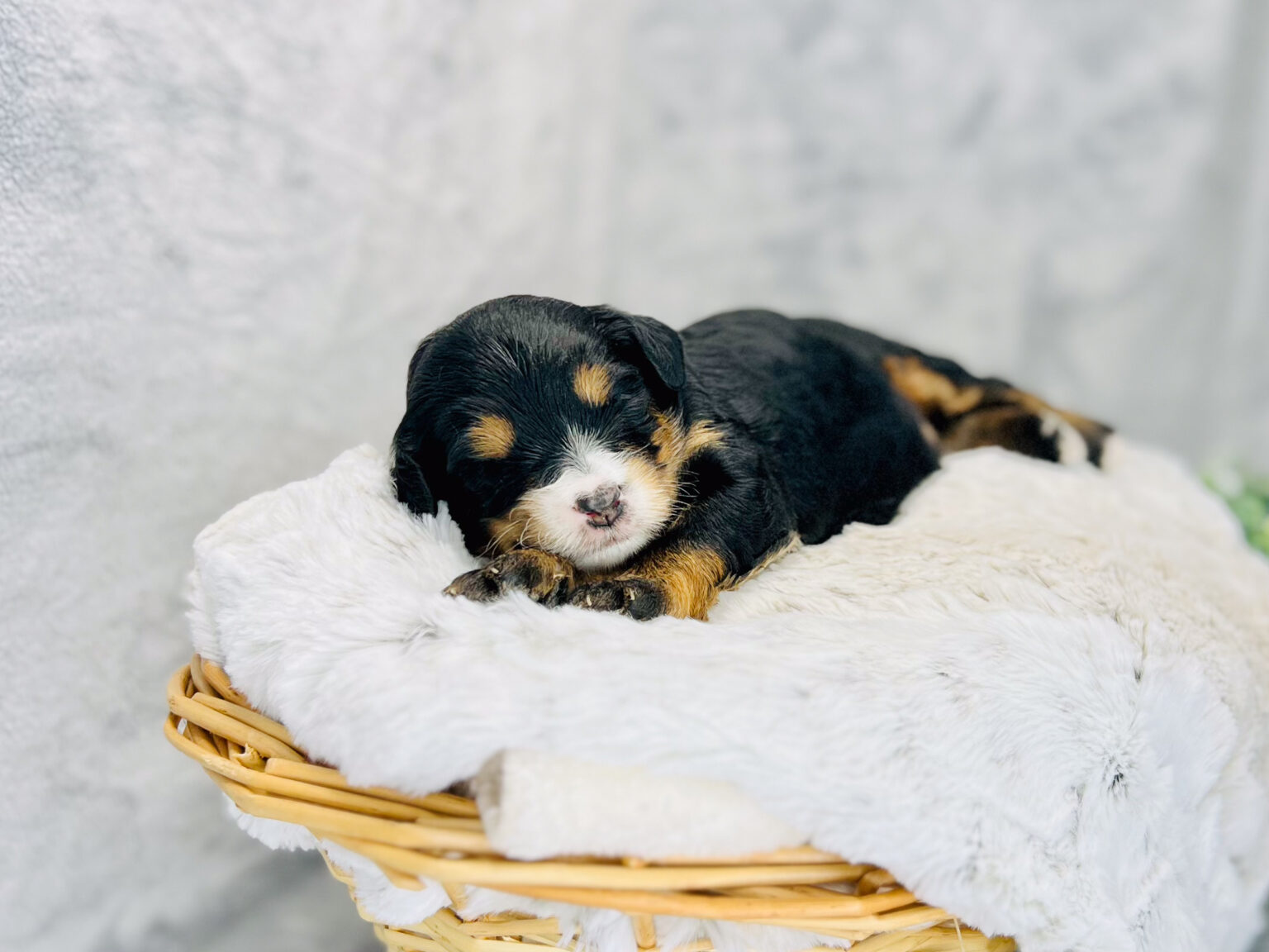 I am just a tiny baby and would love to join your family soon! Of course, you can’t see how cute and curly I will be when I get older, so the Dog Club will send updated photos when I am about 6 to 7 weeks old, if you choose to adopt me. Infant puppy deposits are refundable or transferrable.