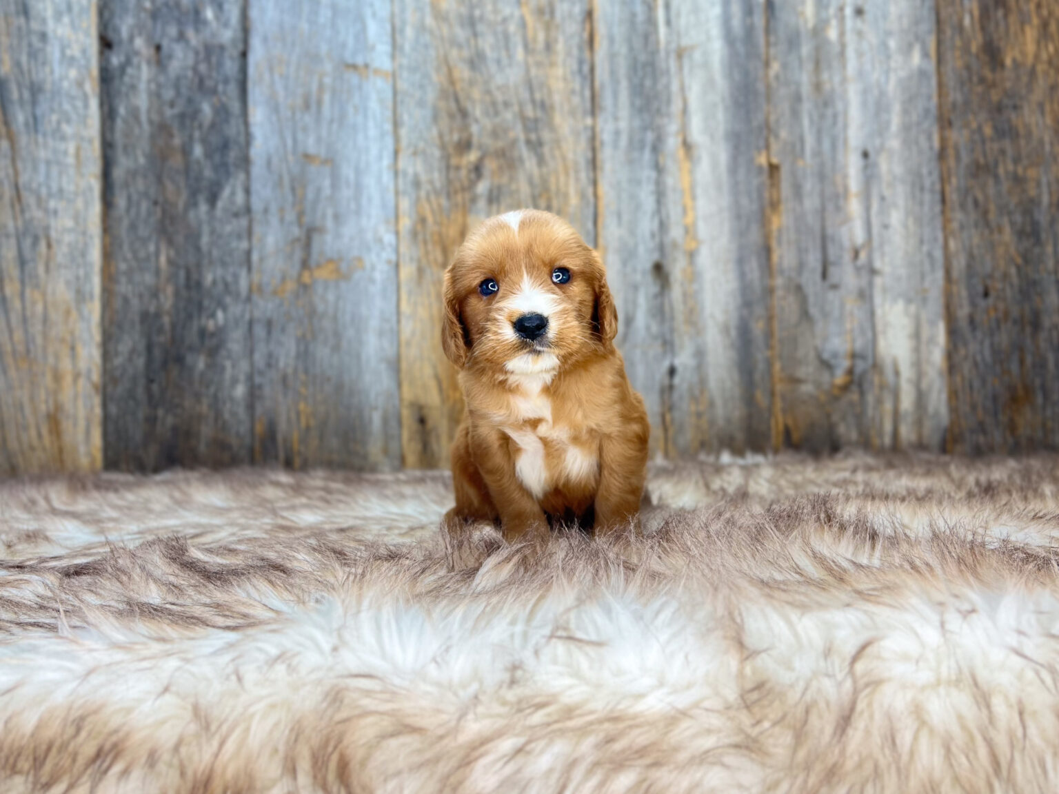 I am just a tiny baby and would love to join your family soon! Of course, you can’t see how cute and curly I will be when I get older, so the Dog Club will send updated photos when I am about 6 to 7 weeks old, if you choose to adopt me. Infant puppy deposits are refundable or transferrable.