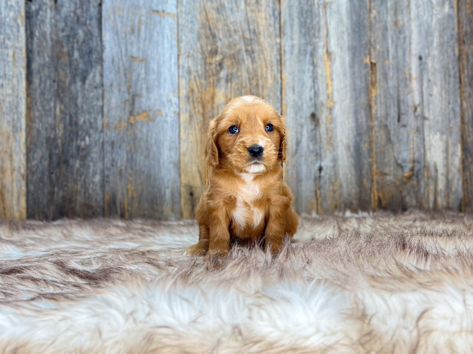 I am just a tiny baby and would love to join your family soon! Of course, you can’t see how cute and curly I will be when I get older, so the Dog Club will send updated photos when I am about 6 to 7 weeks old, if you choose to adopt me. Infant puppy deposits are refundable or transferrable.