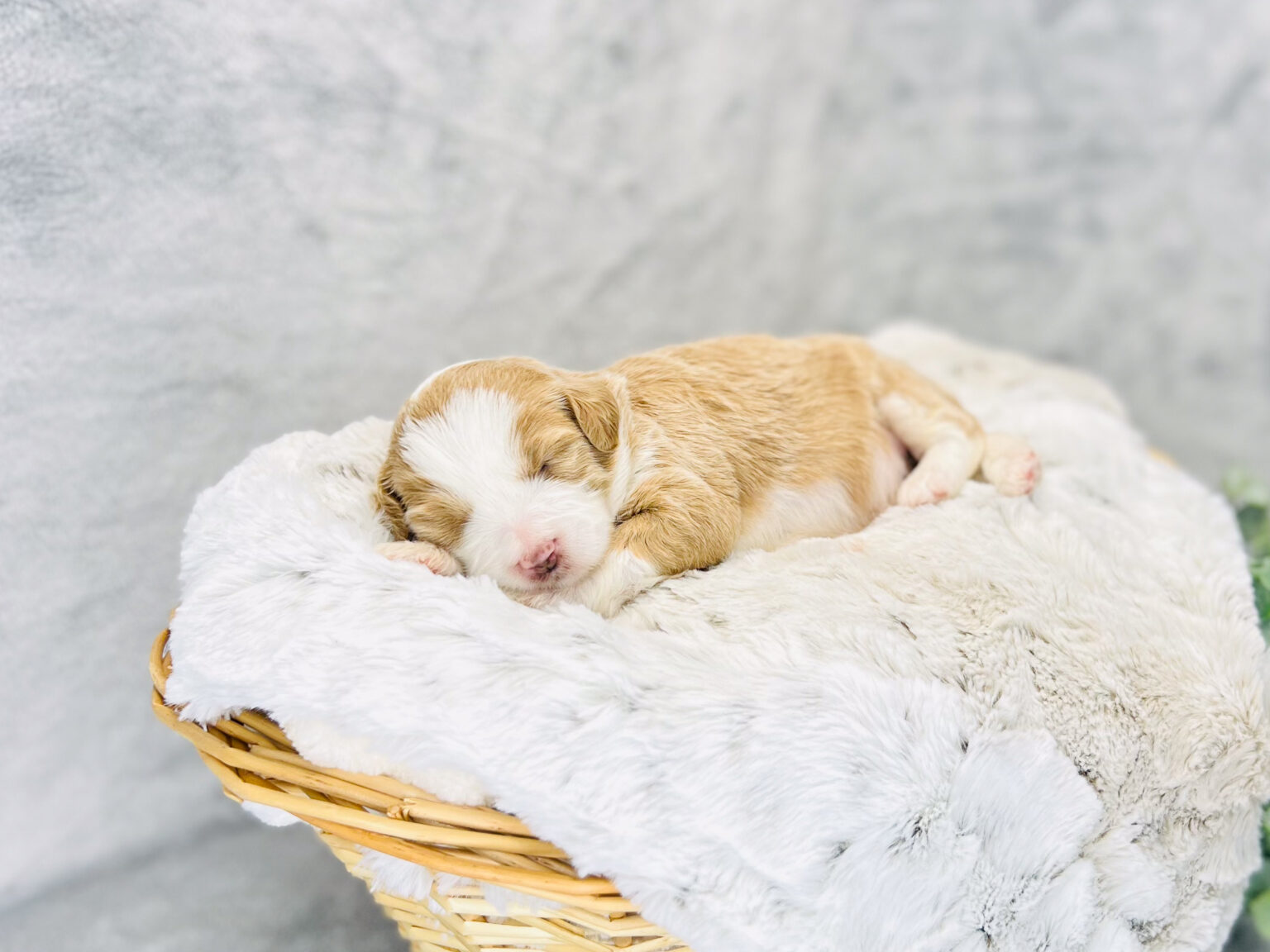 I am just a tiny baby and would love to join your family soon! Of course, you can’t see how cute and curly I will be when I get older, so the Dog Club will send updated photos when I am about 6 to 7 weeks old, if you choose to adopt me. Infant puppy deposits are refundable or transferrable.