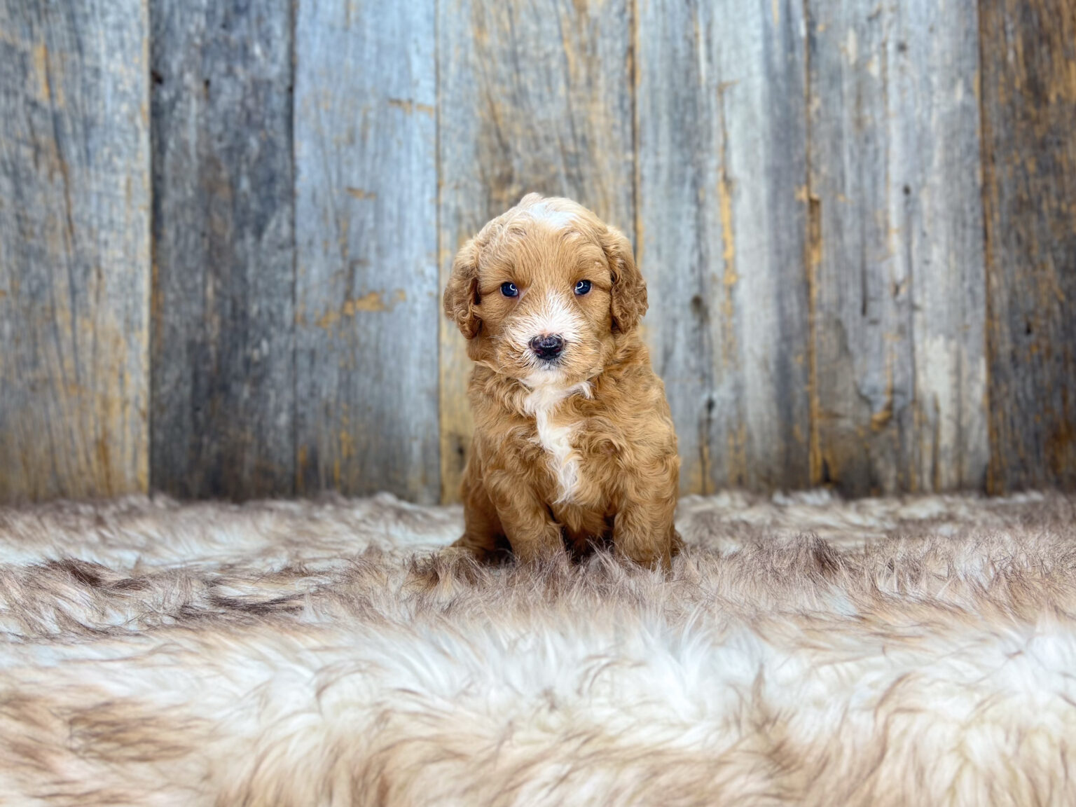 I am just a tiny baby and would love to join your family soon! Of course, you can’t see how cute and curly I will be when I get older, so the Dog Club will send updated photos when I am about 6 to 7 weeks old, if you choose to adopt me. Infant puppy deposits are refundable or transferrable.
