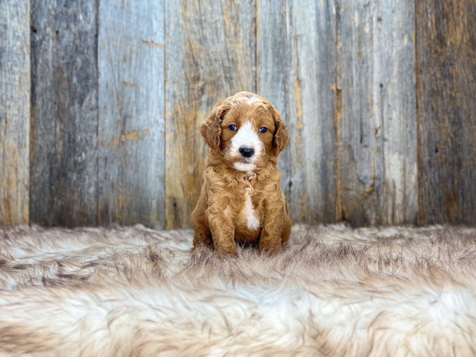 I am just a tiny baby and would love to join your family soon! Of course, you can’t see how cute and curly I will be when I get older, so the Dog Club will send updated photos when I am about 6 to 7 weeks old, if you choose to adopt me. Infant puppy deposits are refundable or transferrable.