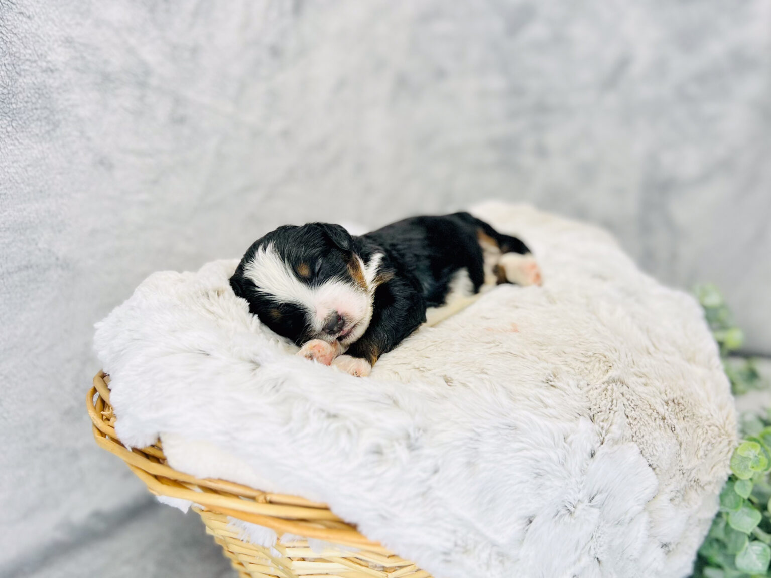 I am just a tiny baby and would love to join your family soon! Of course, you can’t see how cute and curly I will be when I get older, so the Dog Club will send updated photos when I am about 6 to 7 weeks old, if you choose to adopt me. Infant puppy deposits are refundable or transferrable.
