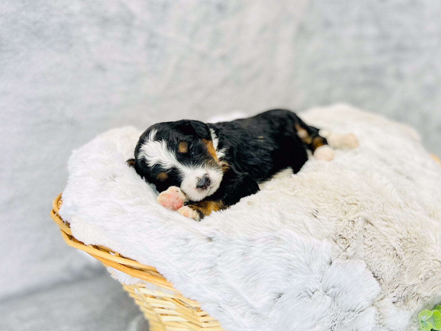 I am just a tiny baby and would love to join your family soon! Of course, you can’t see how cute and curly I will be when I get older, so the Dog Club will send updated photos when I am about 6 to 7 weeks old, if you choose to adopt me. Infant puppy deposits are refundable or transferrable.