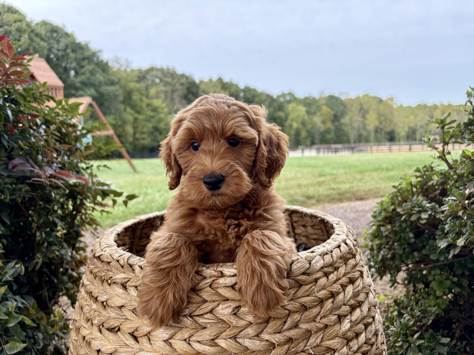 I am just a tiny baby and would love to join your family soon! Of course, you can’t see how cute and curly I will be when I get older, so the Dog Club will send updated photos when I am about 6 to 7 weeks old, if you choose to adopt me. Infant puppy deposits are refundable or transferrable.