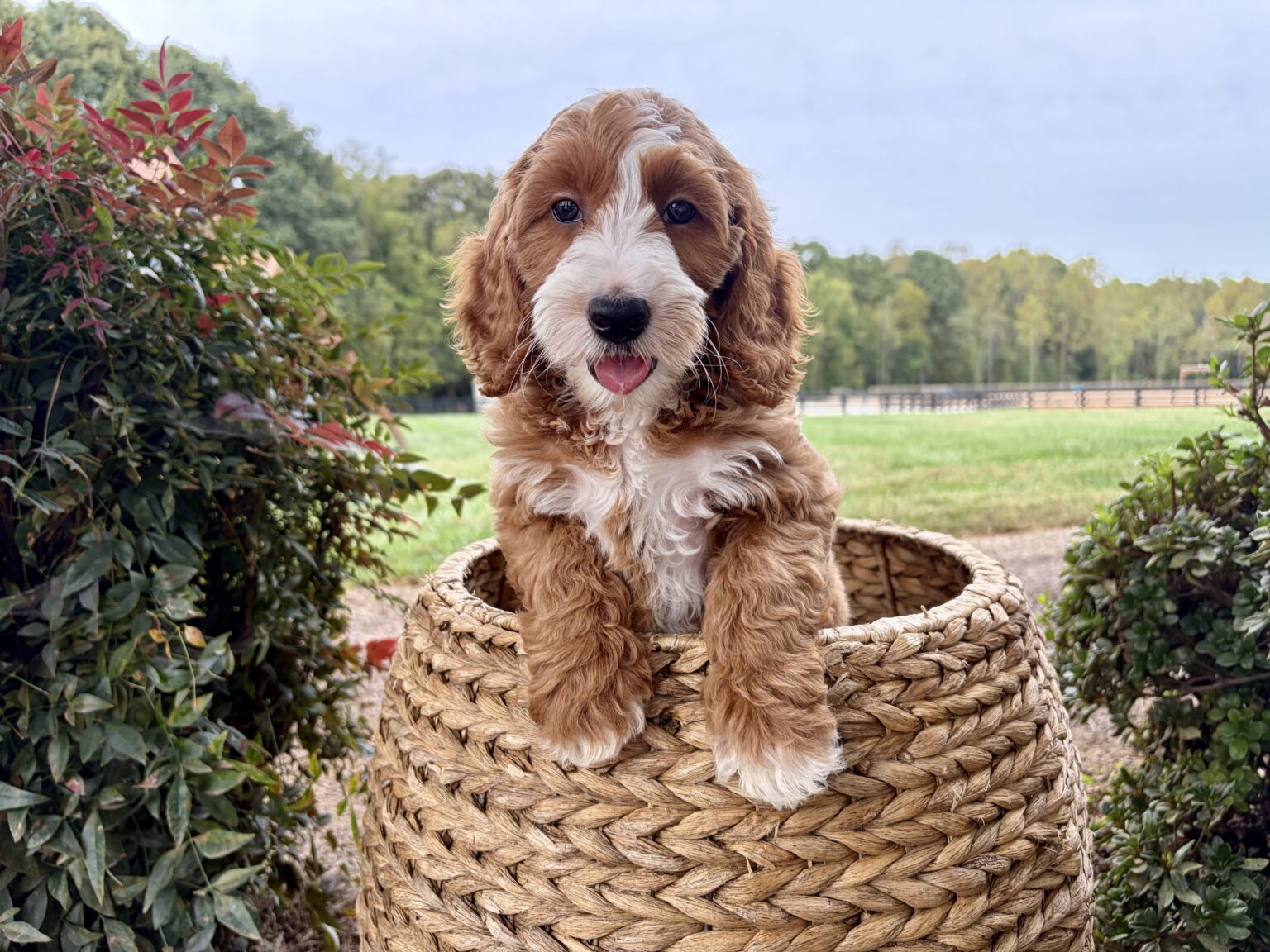 I am just a tiny baby and would love to join your family soon! Of course, you can’t see how cute and curly I will be when I get older, so the Dog Club will send updated photos when I am about 6 to 7 weeks old, if you choose to adopt me. Infant puppy deposits are refundable or transferrable.