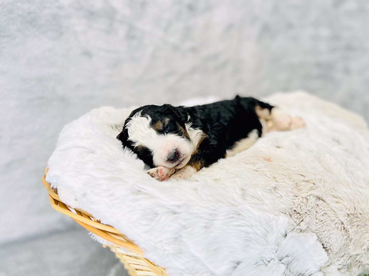 I am just a tiny baby and would love to join your family soon! Of course, you can’t see how cute and curly I will be when I get older, so the Dog Club will send updated photos when I am about 6 to 7 weeks old, if you choose to adopt me. Infant puppy deposits are refundable or transferrable.