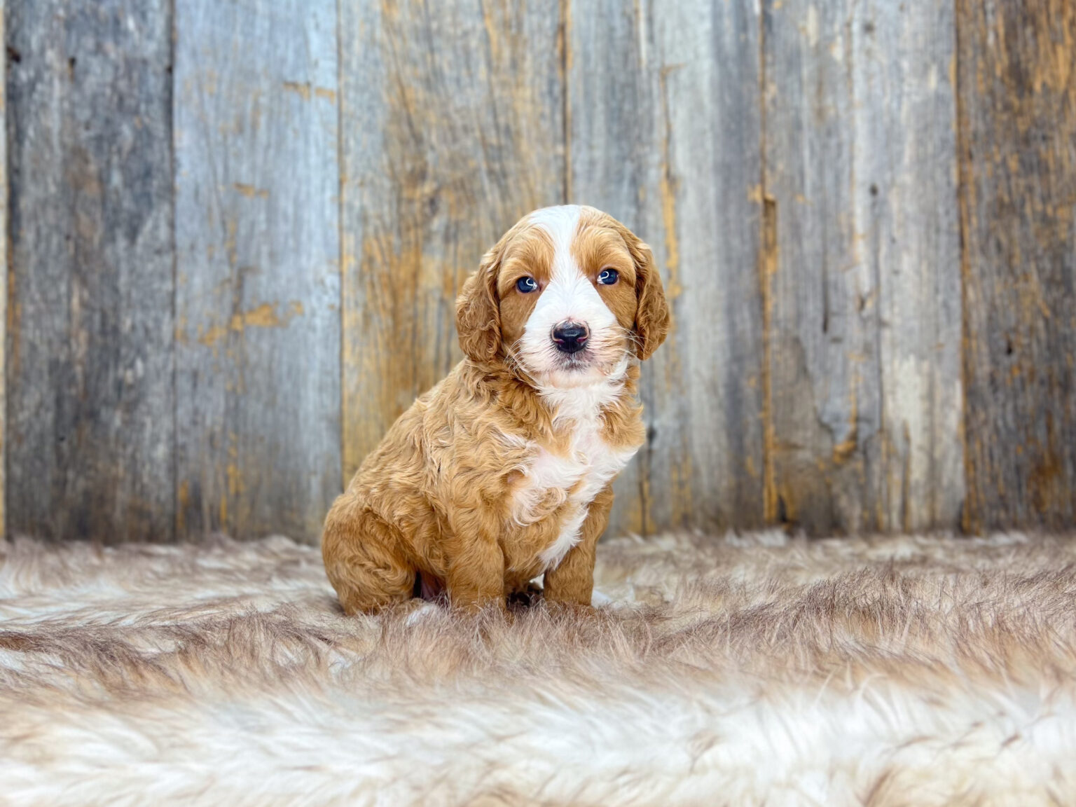 I am just a tiny baby and would love to join your family soon! Of course, you can’t see how cute and curly I will be when I get older, so the Dog Club will send updated photos when I am about 6 to 7 weeks old, if you choose to adopt me. Infant puppy deposits are refundable or transferrable.