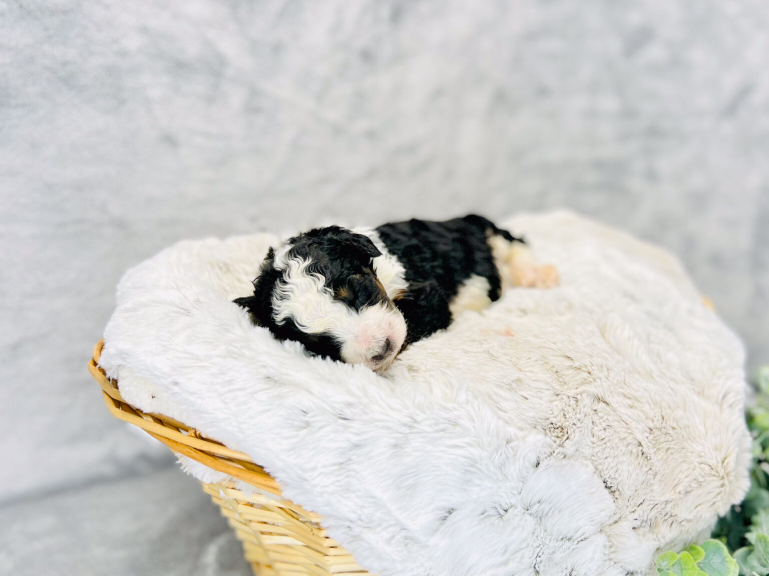 I am just a tiny baby and would love to join your family soon! Of course, you can’t see how cute and curly I will be when I get older, so the Dog Club will send updated photos when I am about 6 to 7 weeks old, if you choose to adopt me. Infant puppy deposits are refundable or transferrable.