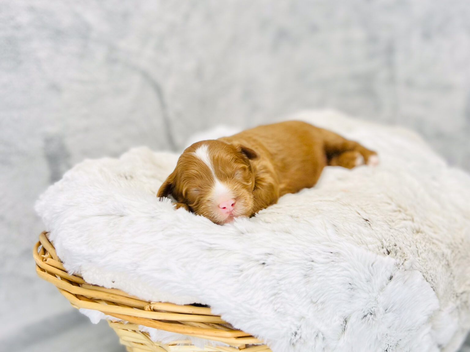 I am just a tiny baby and would love to join your family soon! Of course, you can’t see how cute and curly I will be when I get older, so the Dog Club will send updated photos when I am about 6 to 7 weeks old, if you choose to adopt me. Infant puppy deposits are refundable or transferrable.