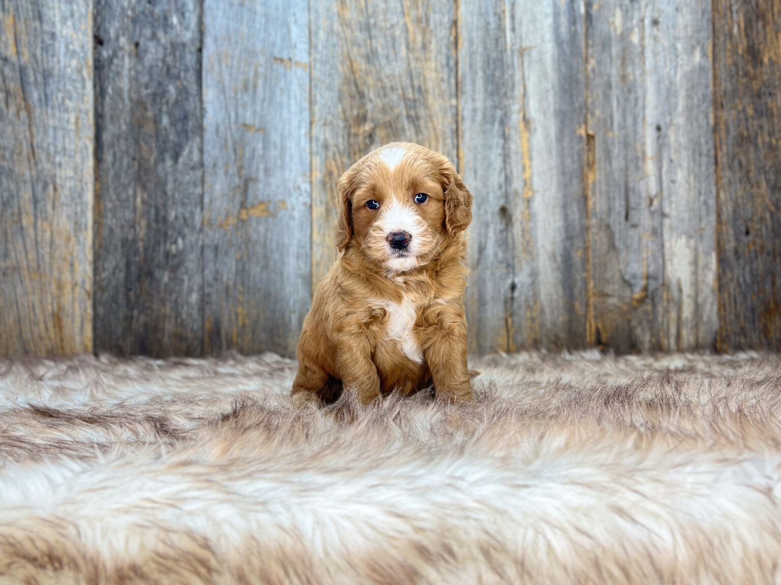 I am just a tiny baby and would love to join your family soon! Of course, you can’t see how cute and curly I will be when I get older, so the Dog Club will send updated photos when I am about 6 to 7 weeks old, if you choose to adopt me. Infant puppy deposits are refundable or transferrable.